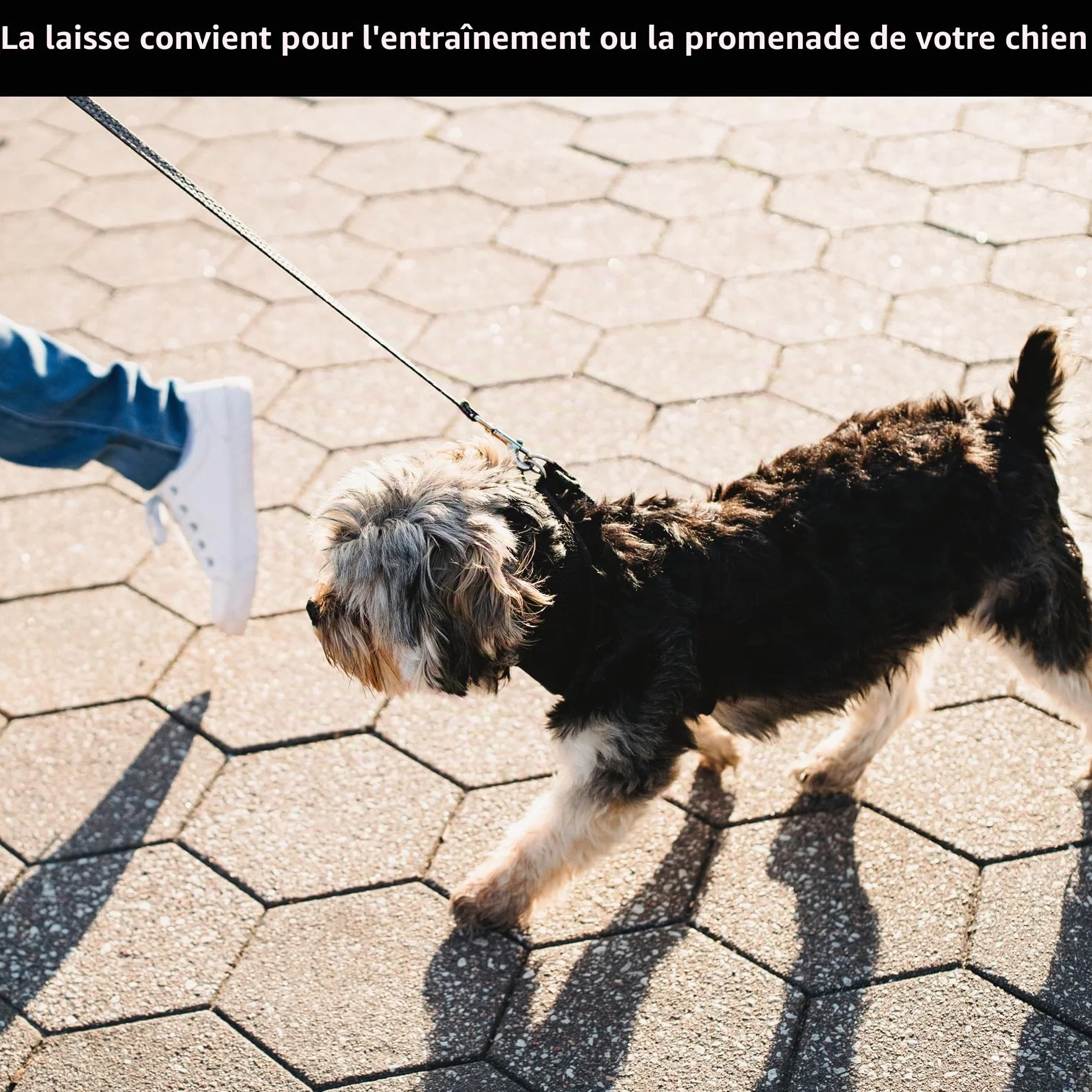 Laisse pour chien 5 m de CiciIng, Laisse imperméable avec dragonne et mousqueton à 360°, Laisse robuste pour l'entraînement pour chiens de petite, moyenne et grande taille