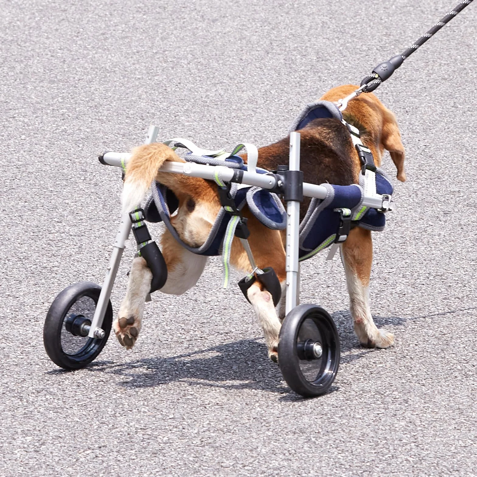 VEVOR Fauteuil Roulant pour Chien 2 Roues pour Pattes arrières, Fauteuil Roulant pour Animaux de Compagnie léger et réglable