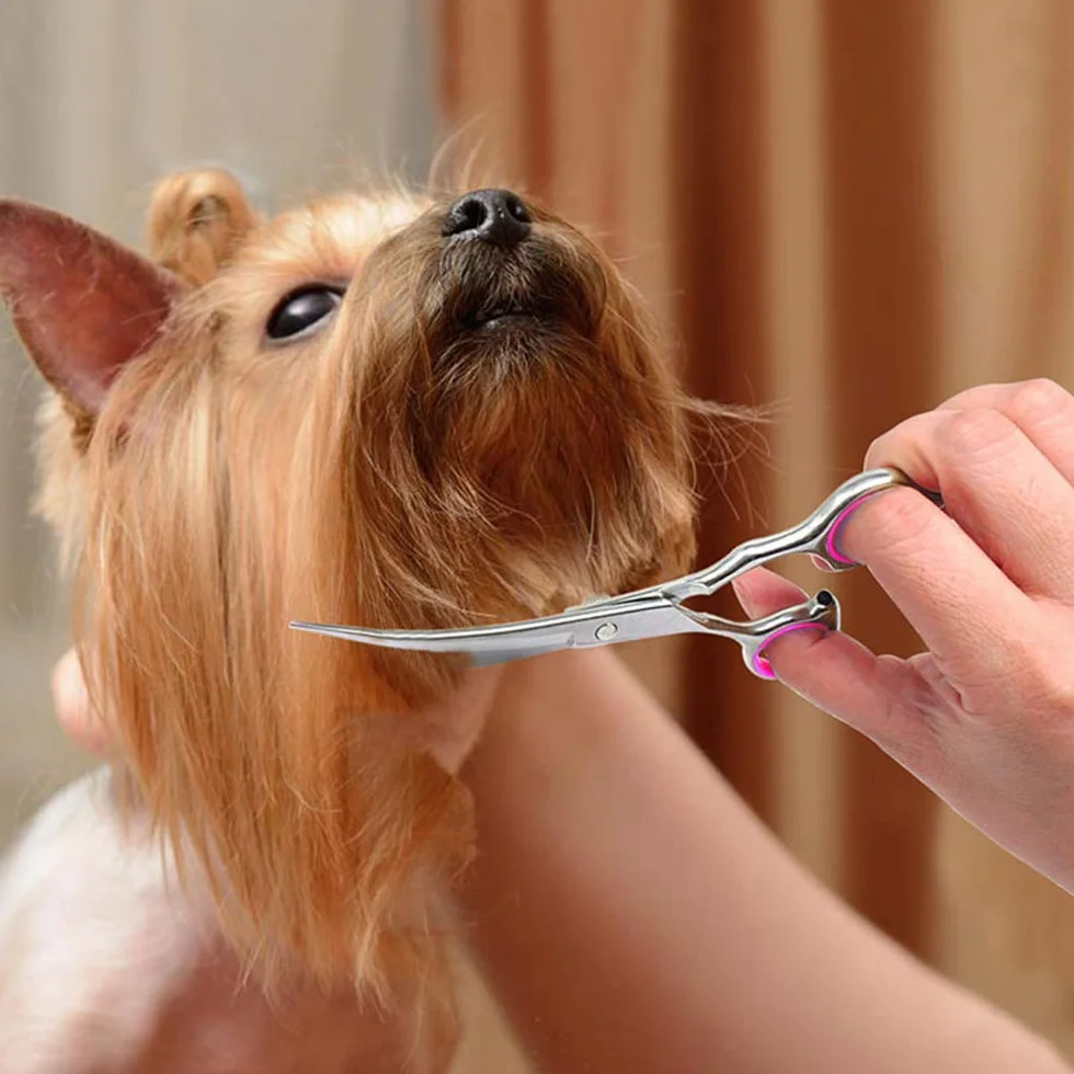 Ciseaux Coiffure de Chien, Ciseaux de Toilettage en Acier Inoxydable Lame Gromming Courbé pour Chiens Animaux de Compagnie