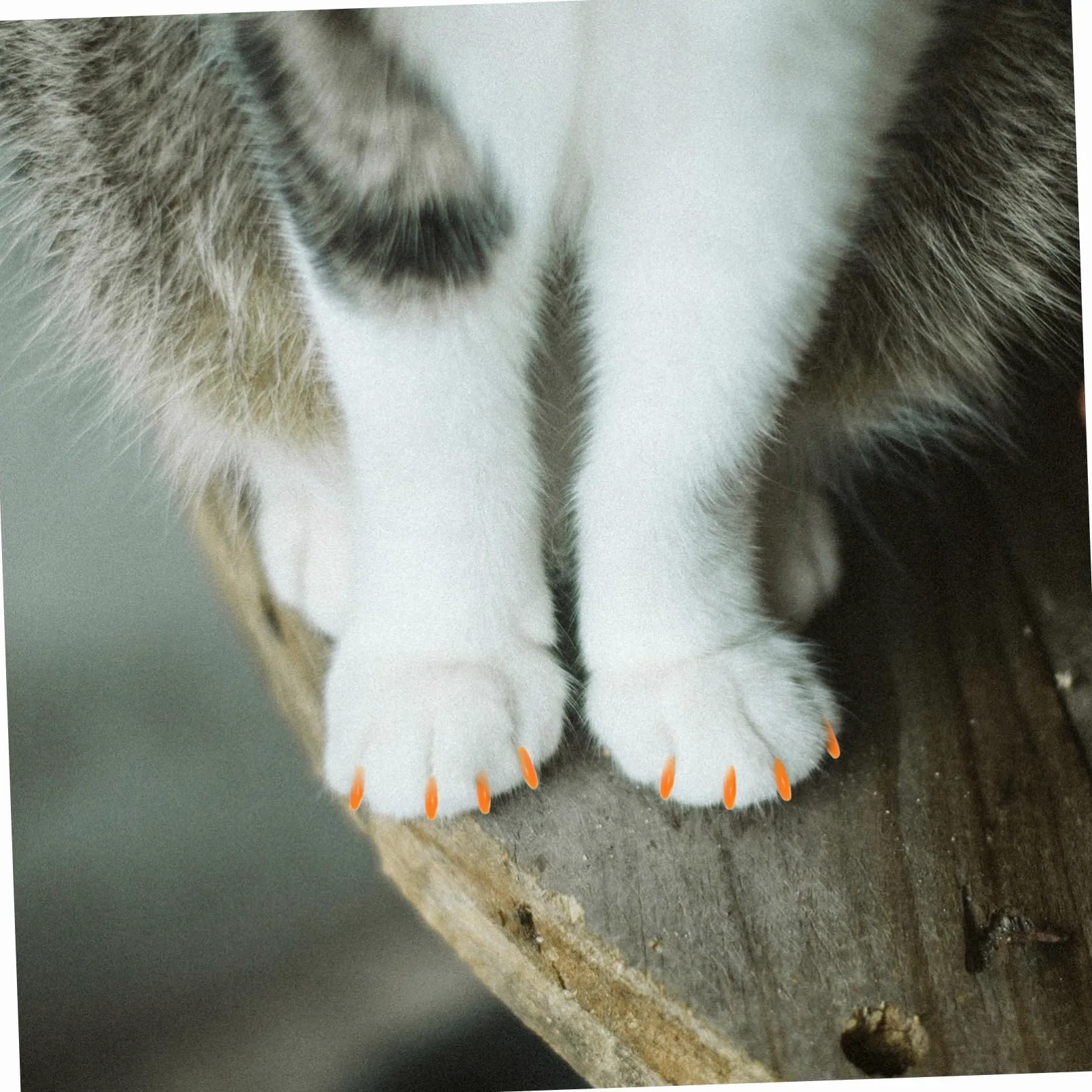 Housoutil 320 Pièces Ensemble D'Ongles pour Animaux De Compagnie Capuchon pour Ongles De Chat Capuchons pour Ongles Chat Couvre-Griffes Pattes pour Chats Pattes pour Chatons Chat Embouts