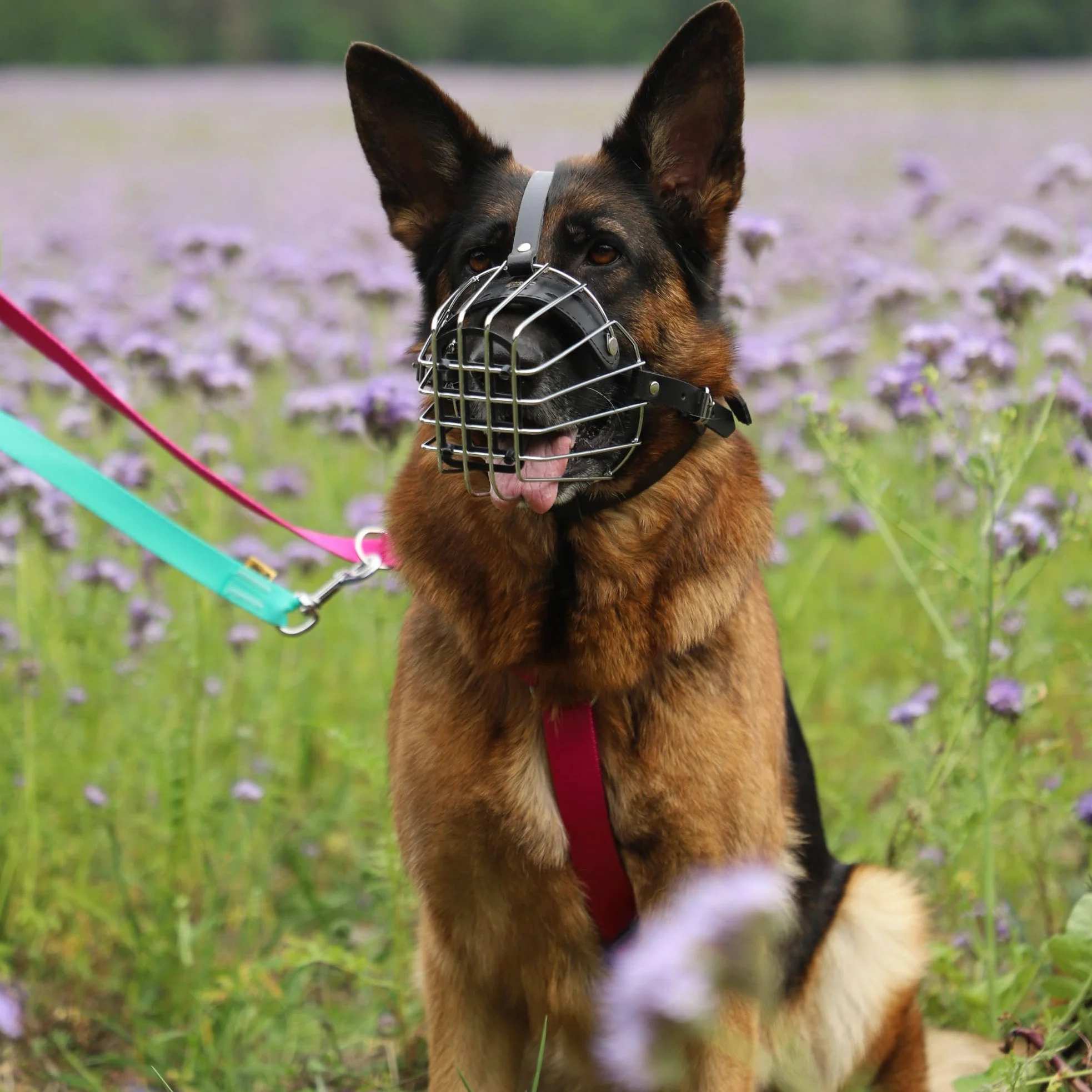 Dingo Nombre 9 Muselière en métal pour Un Berger du Caucase