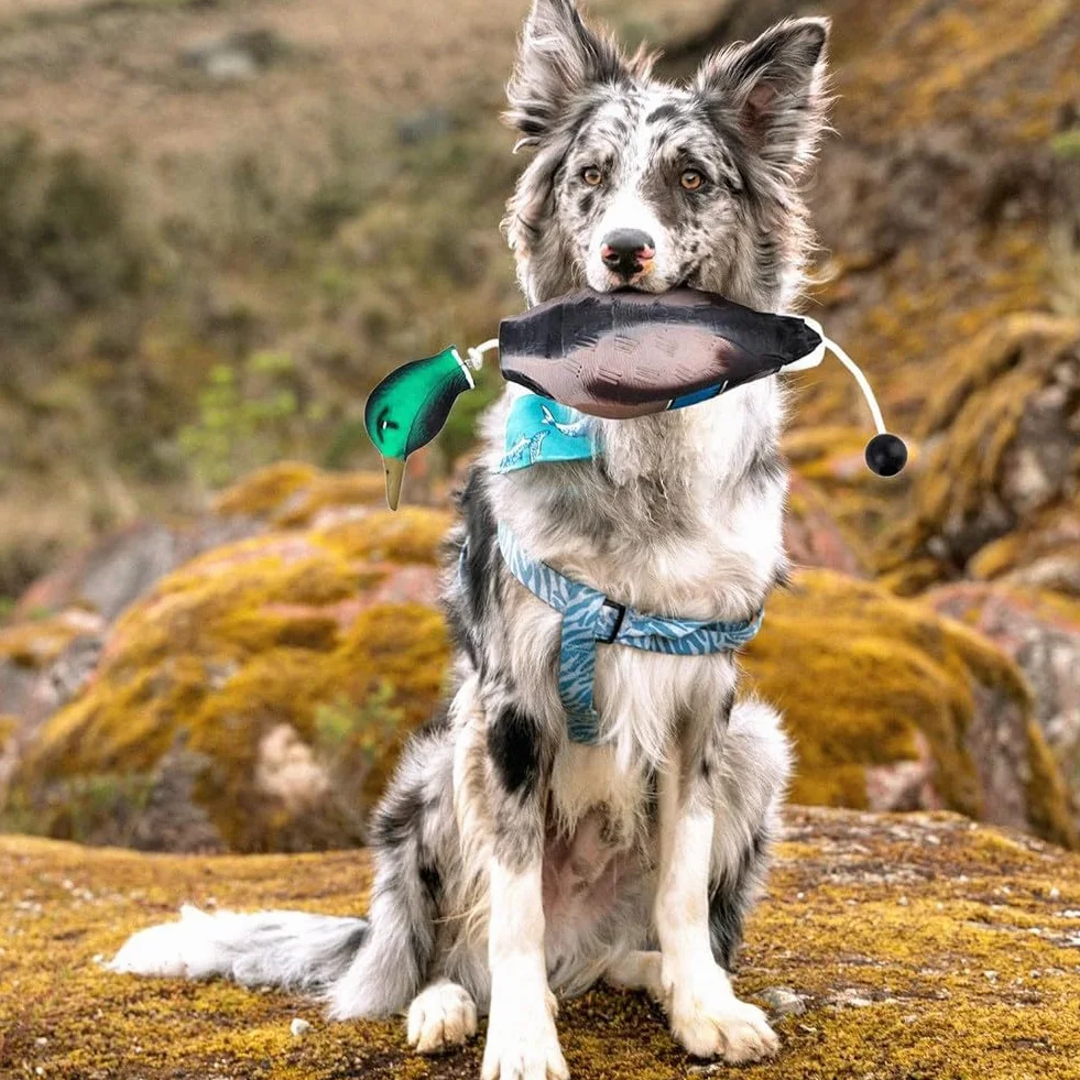 Pare-chocs canard imitation jouet d'entraînement pour chiots et chiens de chasse