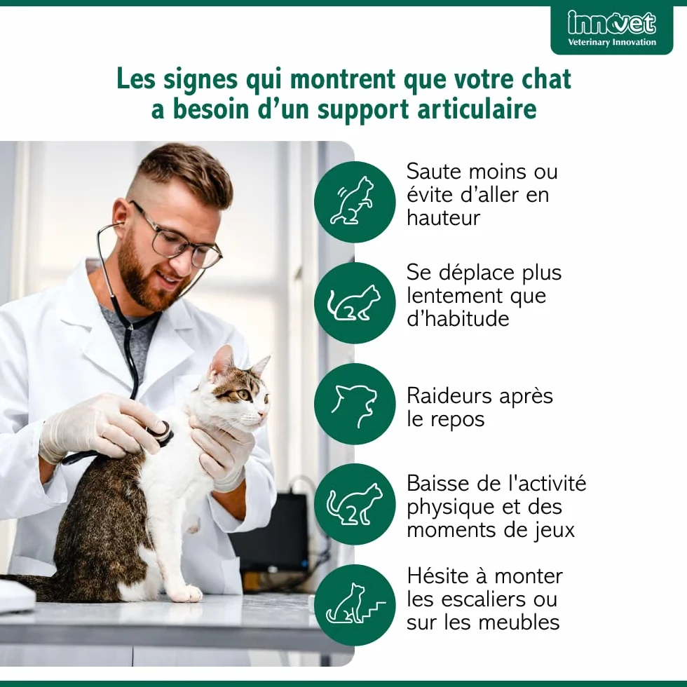 Innovet Condrostress Cat Complément Alimentaire Articulaire pour Chats Adultes et Âgés, Confort Articulaire, Mobilité, Collagène, Chondroïtine, Acide Hyaluronique - 30 gélules