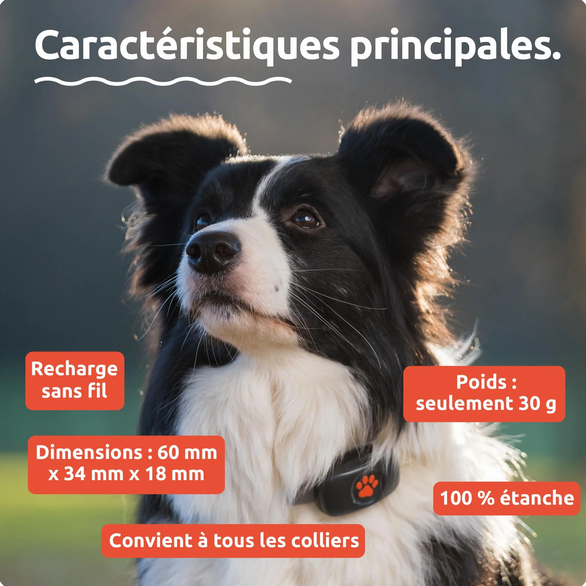 PitPat Traceur GPS pour Chien - Fixation au Collier