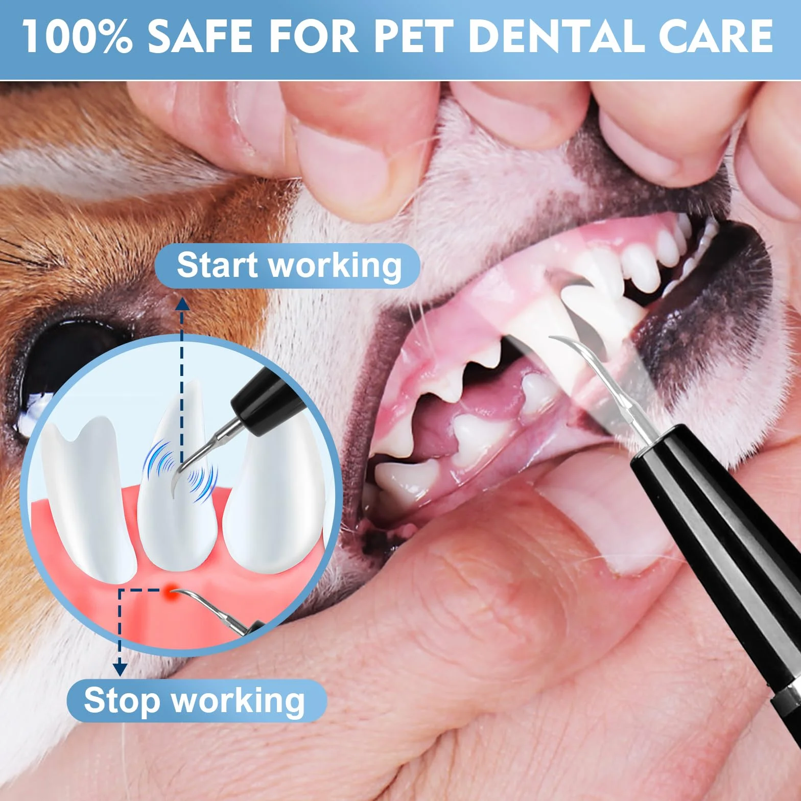 Professionnel Detartreur Dentaire Ultrason Chien Chat IPX6 Anti Tartre Mauvaise Haleine Nettoyage Gencives