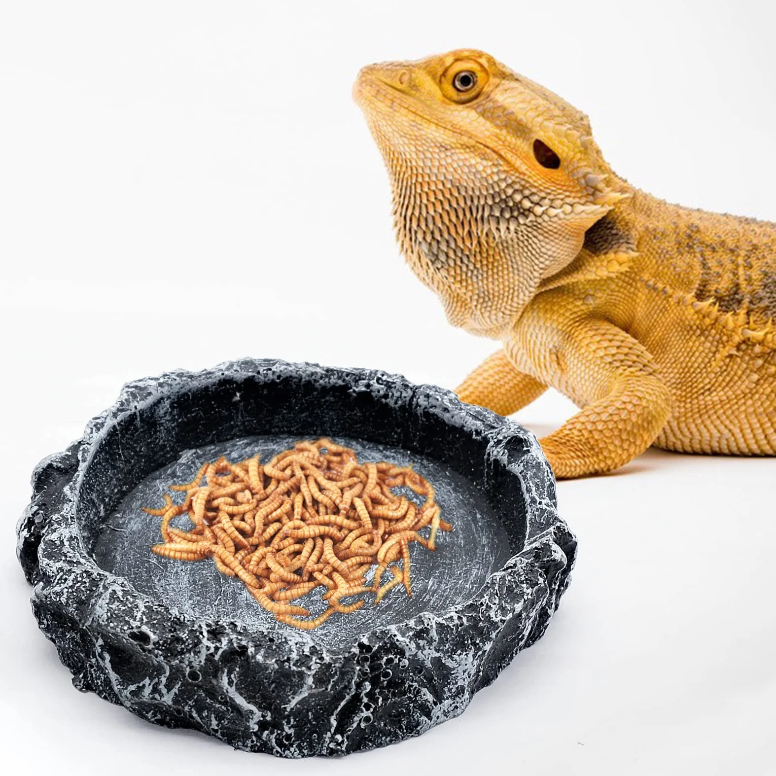 Bols à Eau pour Reptiles, Mangeoire Tortue, Bac Résine Gecko Lézard