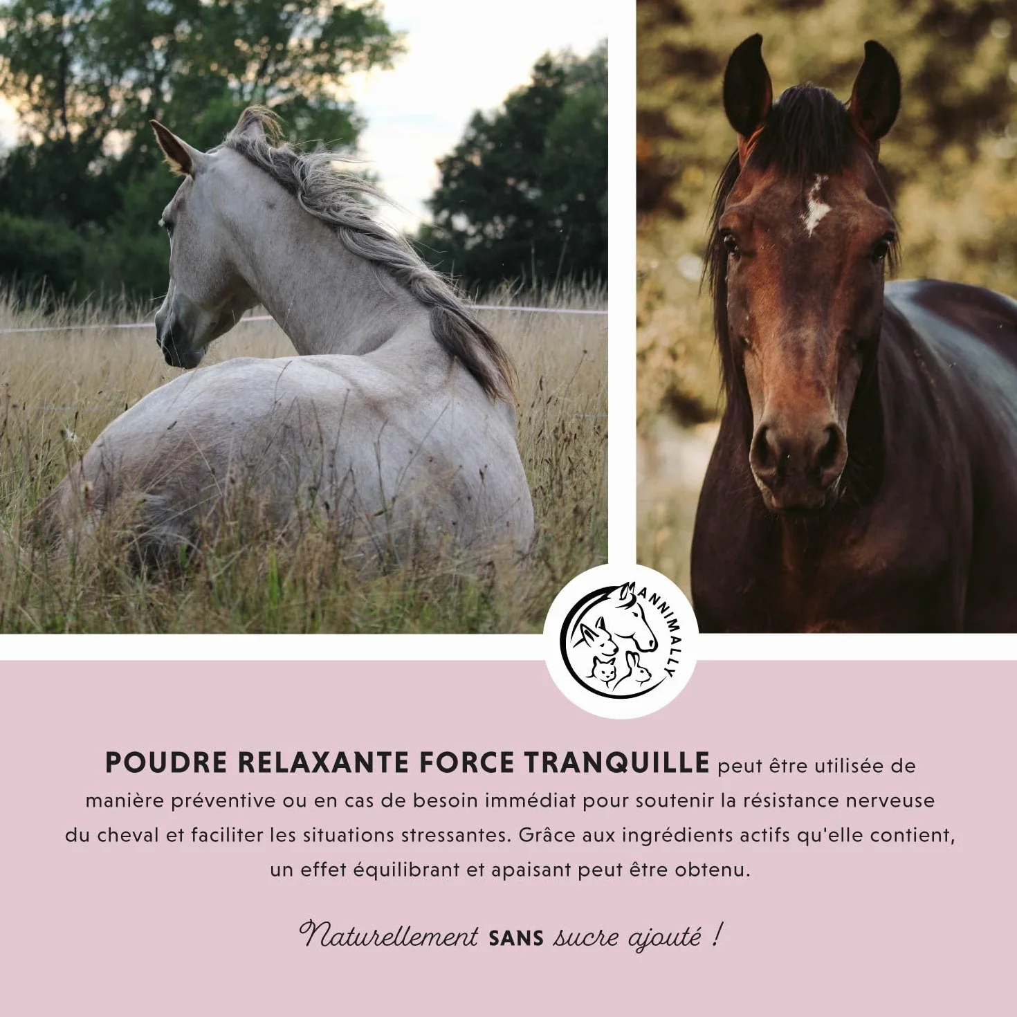 Annimally Poudre Relax pour Chevaux 850g pour Calmer Les Chevaux - Herbes pour Les nerfs avec magnésium, tryptophane, valériane, passiflore et Huile de Chanvre Contre l'anxiété, Le Stress