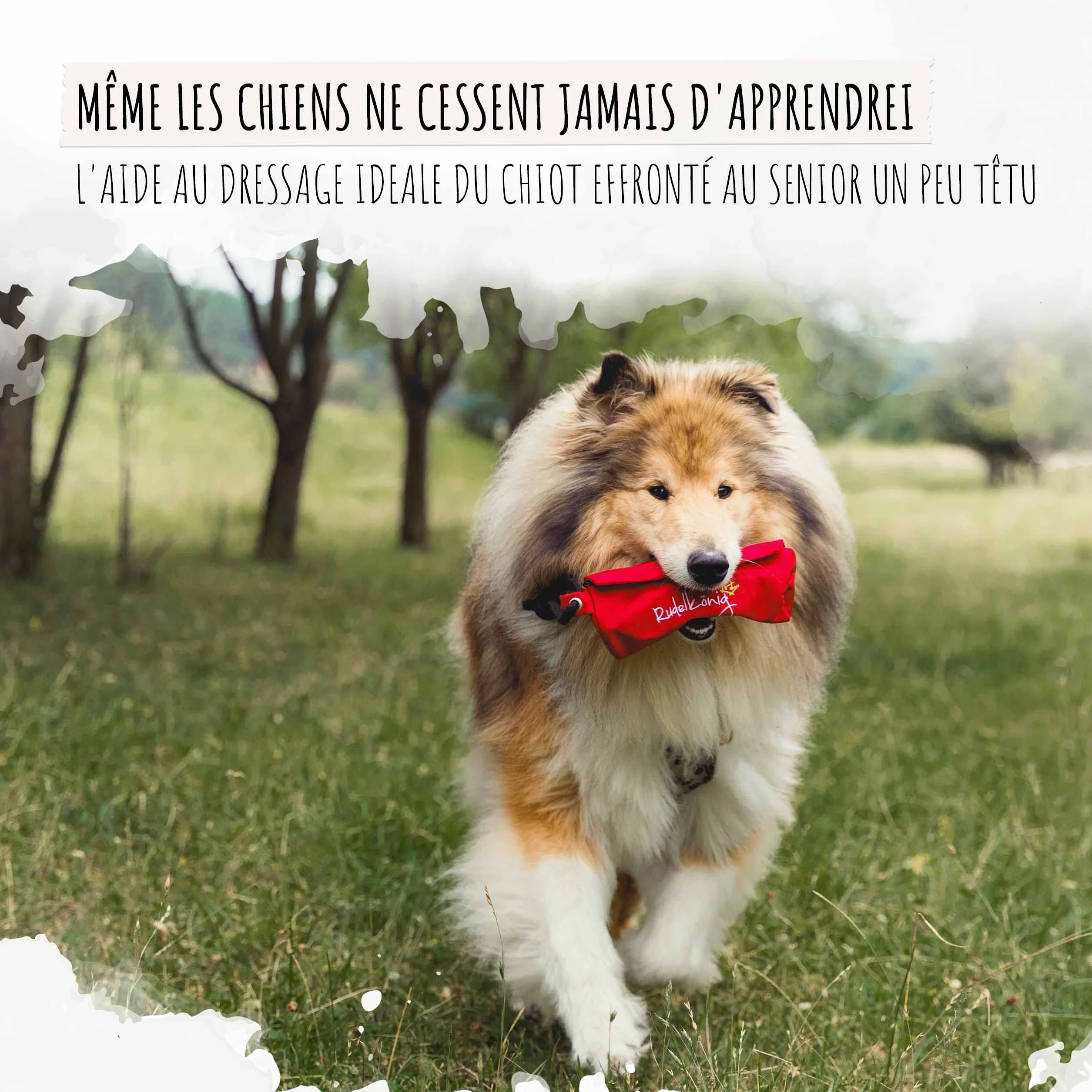 Rudelkönig Apportable Chien Robuste Jouet friandises Mordant Boudin accessoires