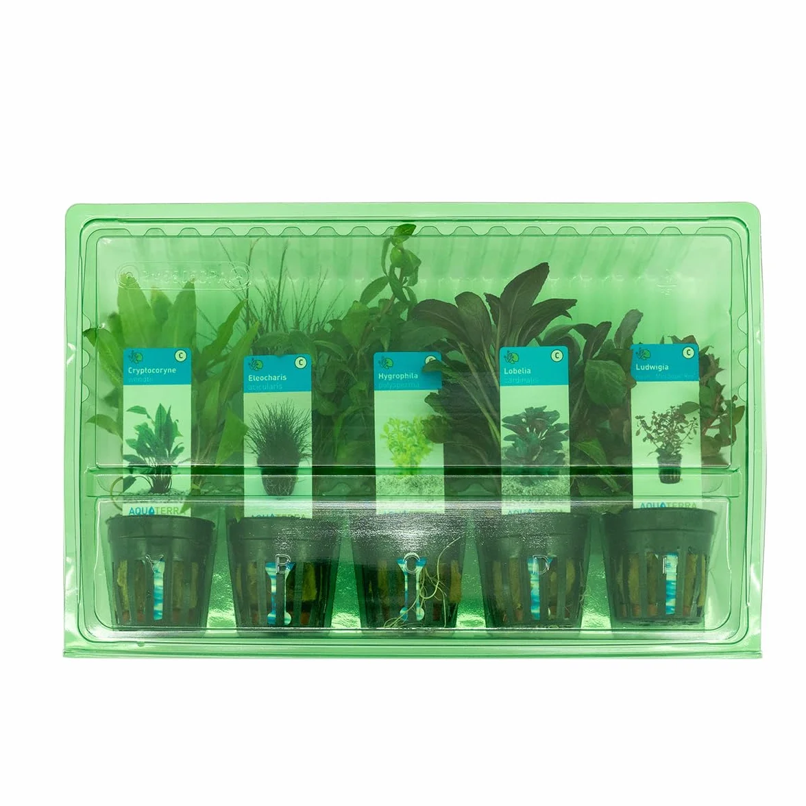 Bloomique Set de 5 Plantes d'aquarium véritables aquatiques Ludwigia Laîche aiguillon Amie de l'eau Lobélie Cryptocoryne 15-20 cm