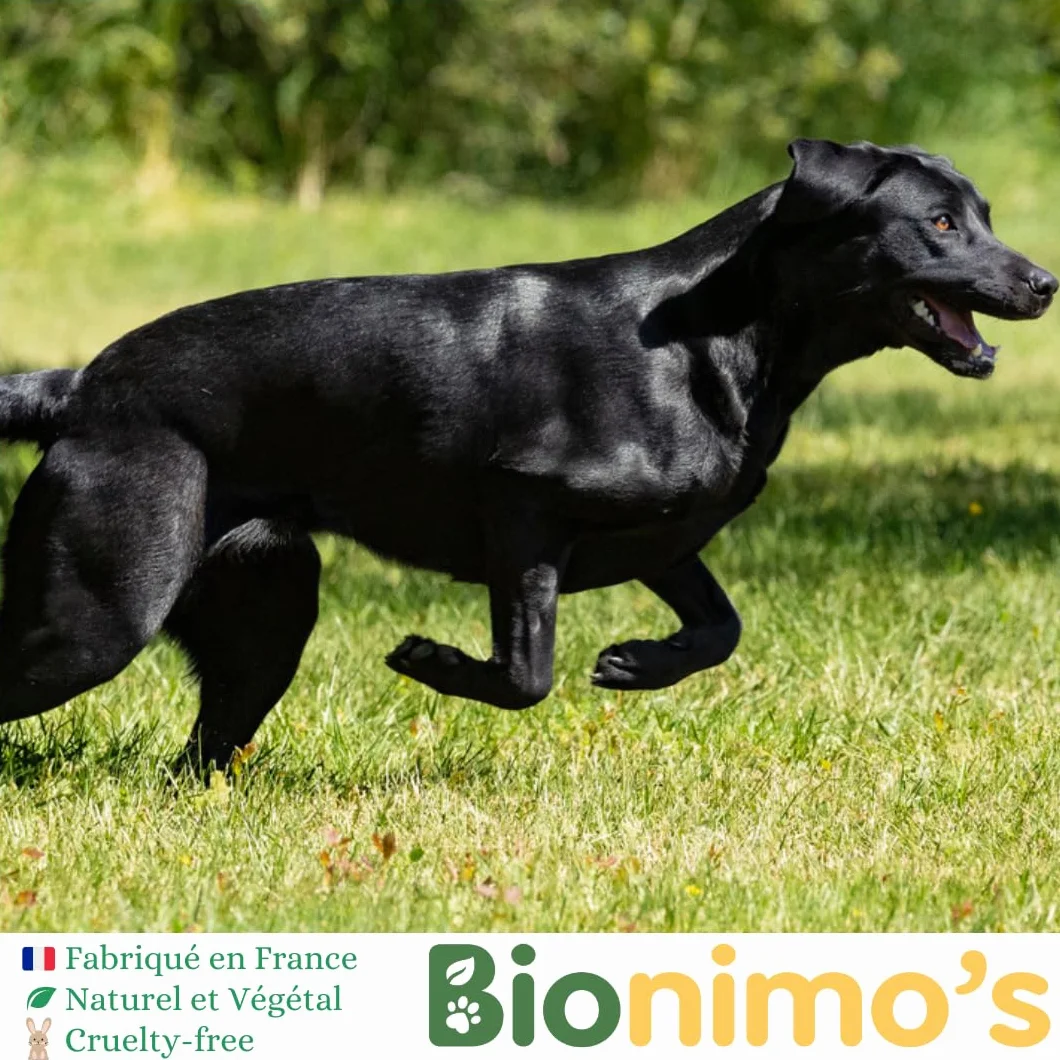Répulsif Extérieur Chiens Chats Naturel Végétal Gritz Maïs Huile Sésame Bio 100% Français