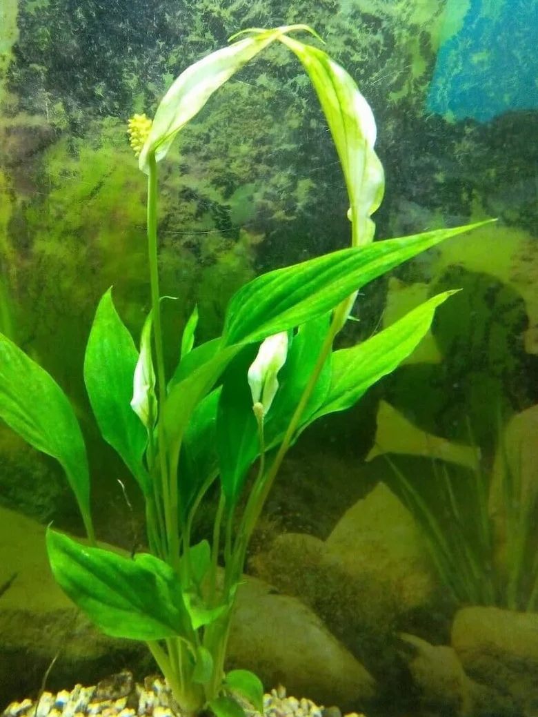Spathiphyllum wallisii plante racine aquarium cichlides
