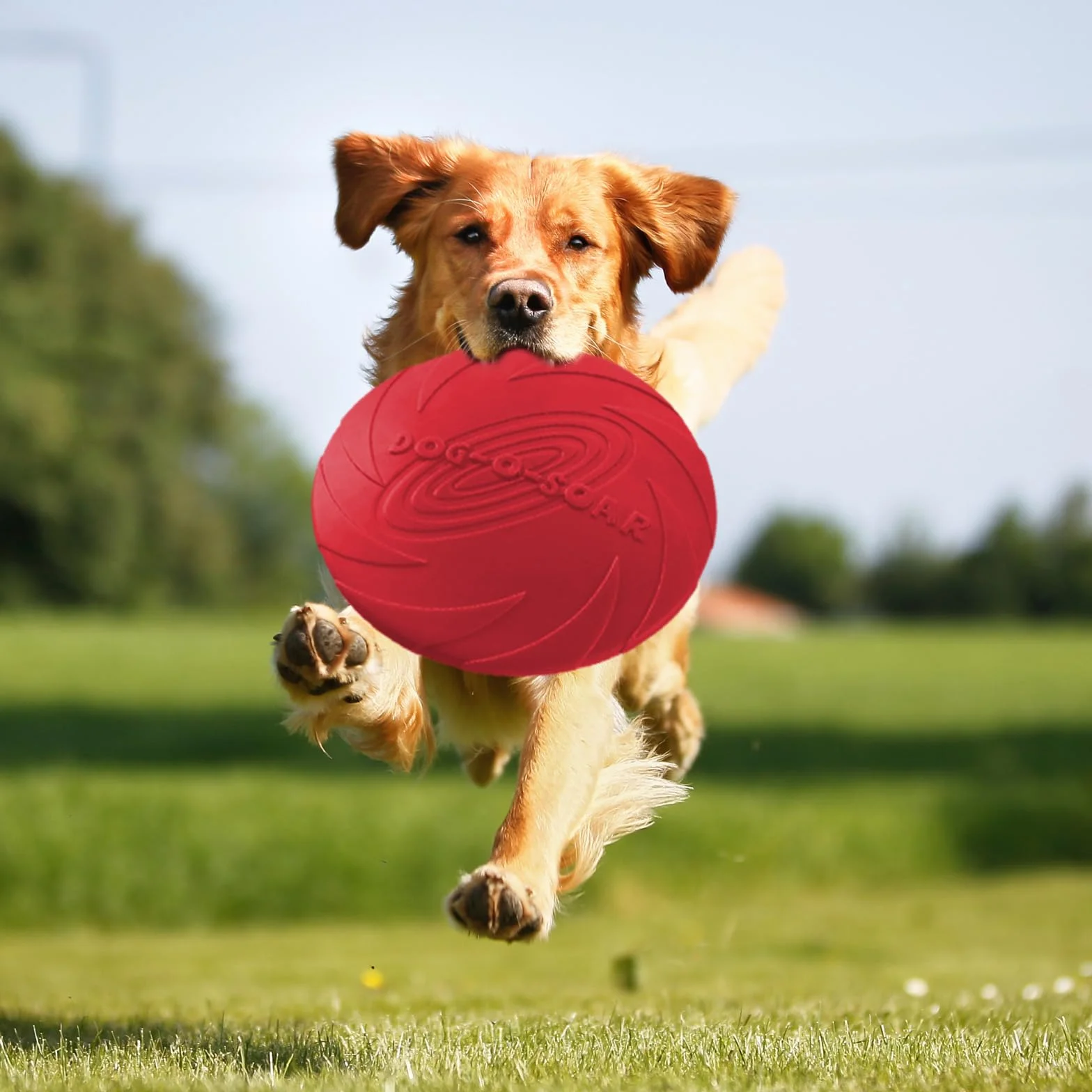 Freesbee pour Chien 18 Cm Caoutchouc Naturel Lot De 2 Frisbee Dressage (Rouge Et Vert)