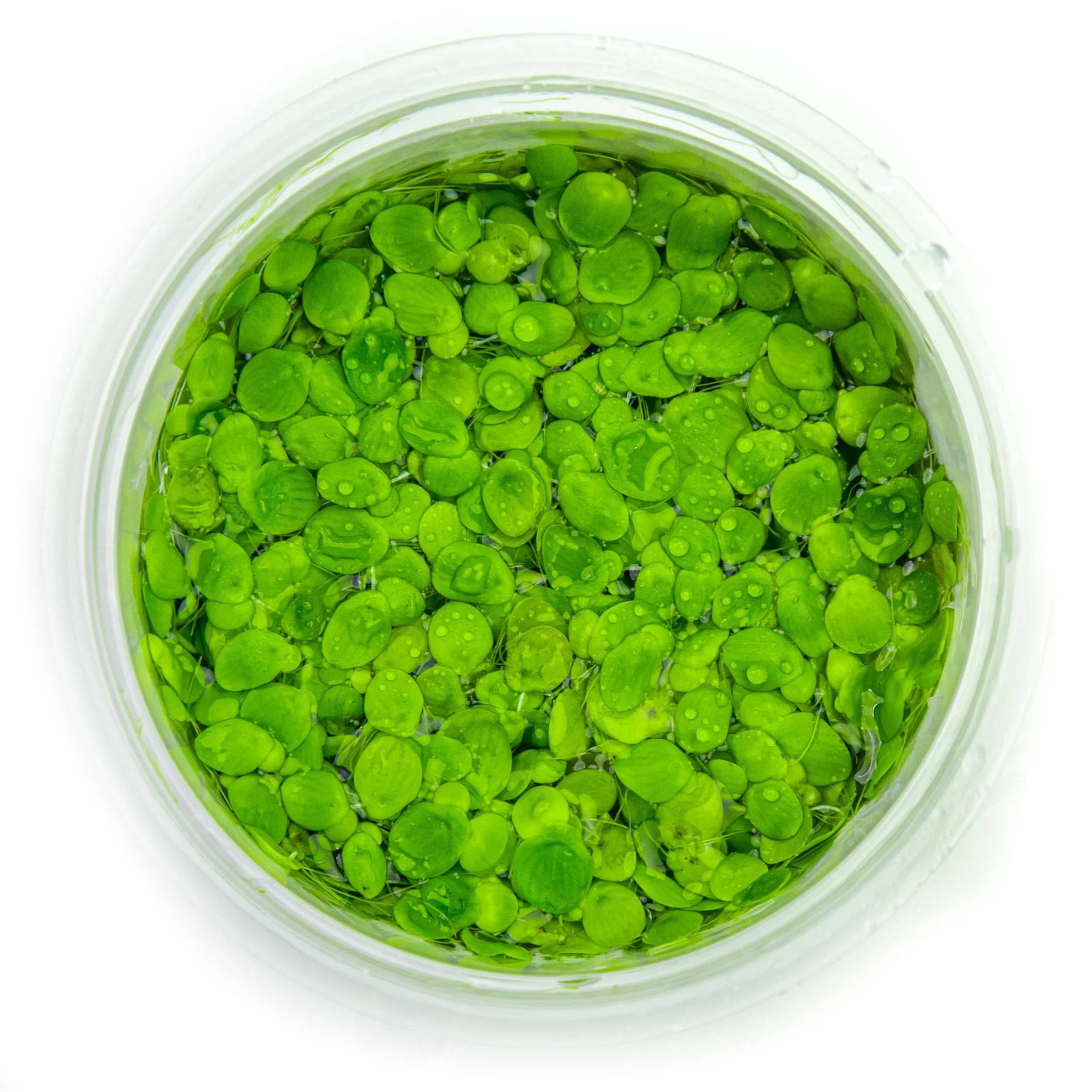 Tropica Spirodela polyrrhiza 1-2-Grow! flottant facile