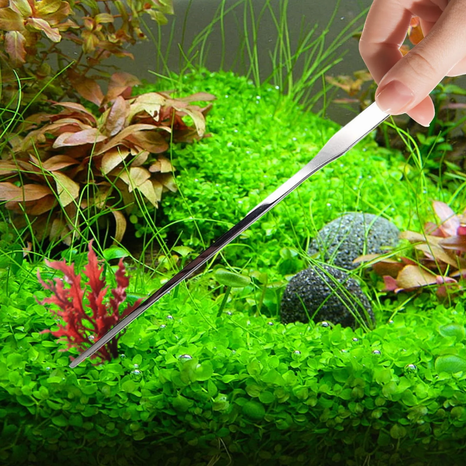 Pinces Longues pour Aquarium Reptiles Nourrissage Ergonomiques Eau Douce Salee Gecko Axolotl Dragon Barbu