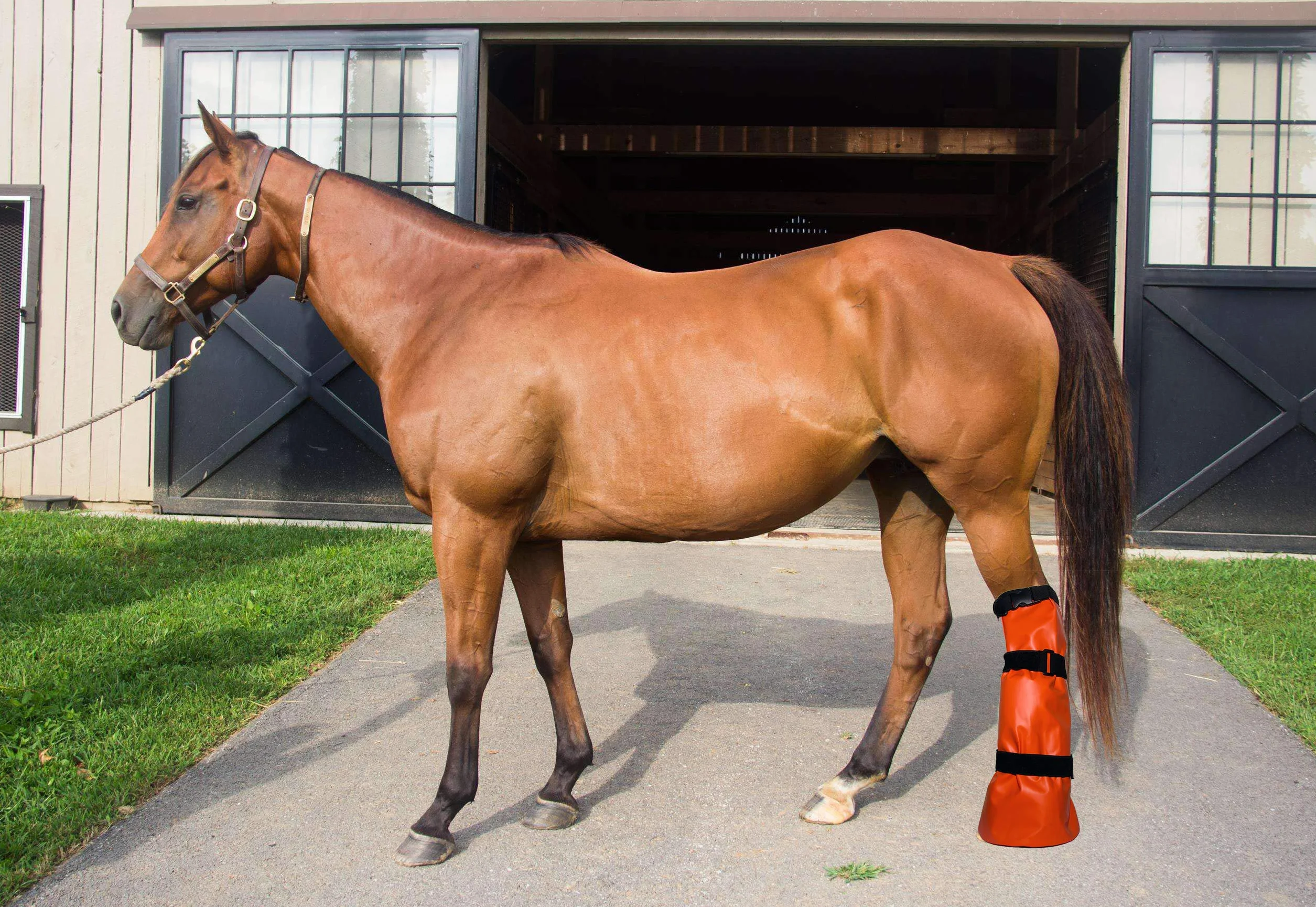 YONGZHAO Enveloppé Jambe de Cheval Botte Sac de Soaker Sabot équin de trempage Soin Seau de glaçage Traitement de la Grive ou Infection bactérienne avec EVA Pad