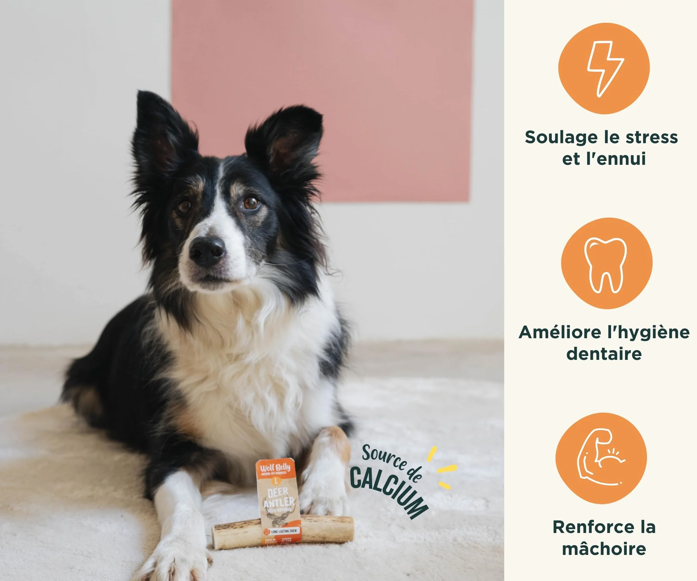 Bois de Cerf pour Chiens 100% Naturel Taille S Corne Durable Résistante Réduit Tartre Plaque Riche Calcium Protéines Inodore Fabriqué Europe