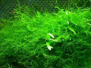 Vesicularia dubyana Taxiphyllum barbieri Mousse de Java 4x6 cm Plante d'aquarium vivante