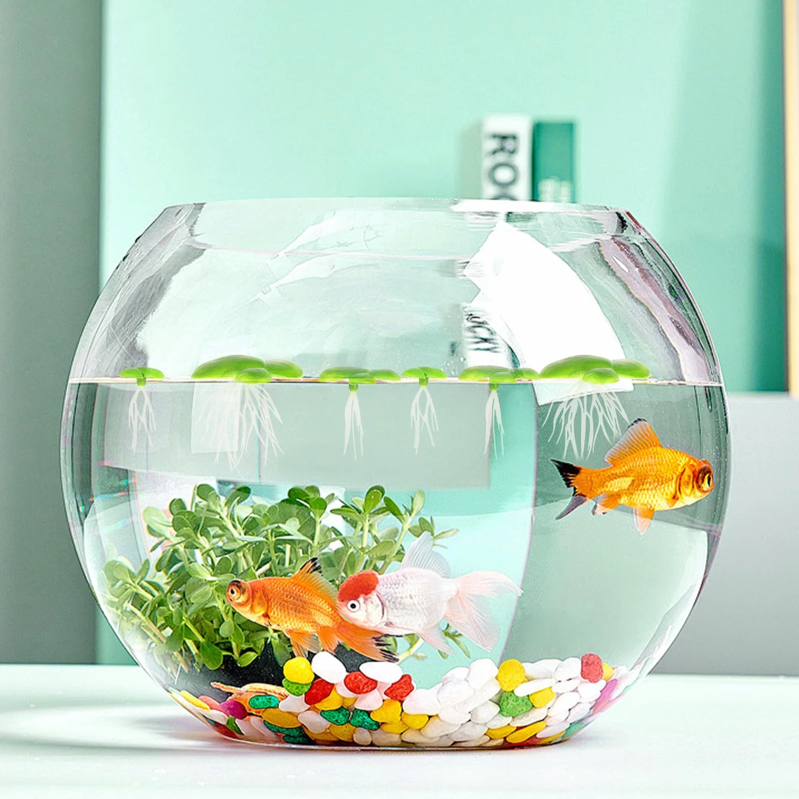 Lot de 2 paquets de 36 lentilles d'eau - Mini étang - Plantes flottantes - Décoration d'aquarium