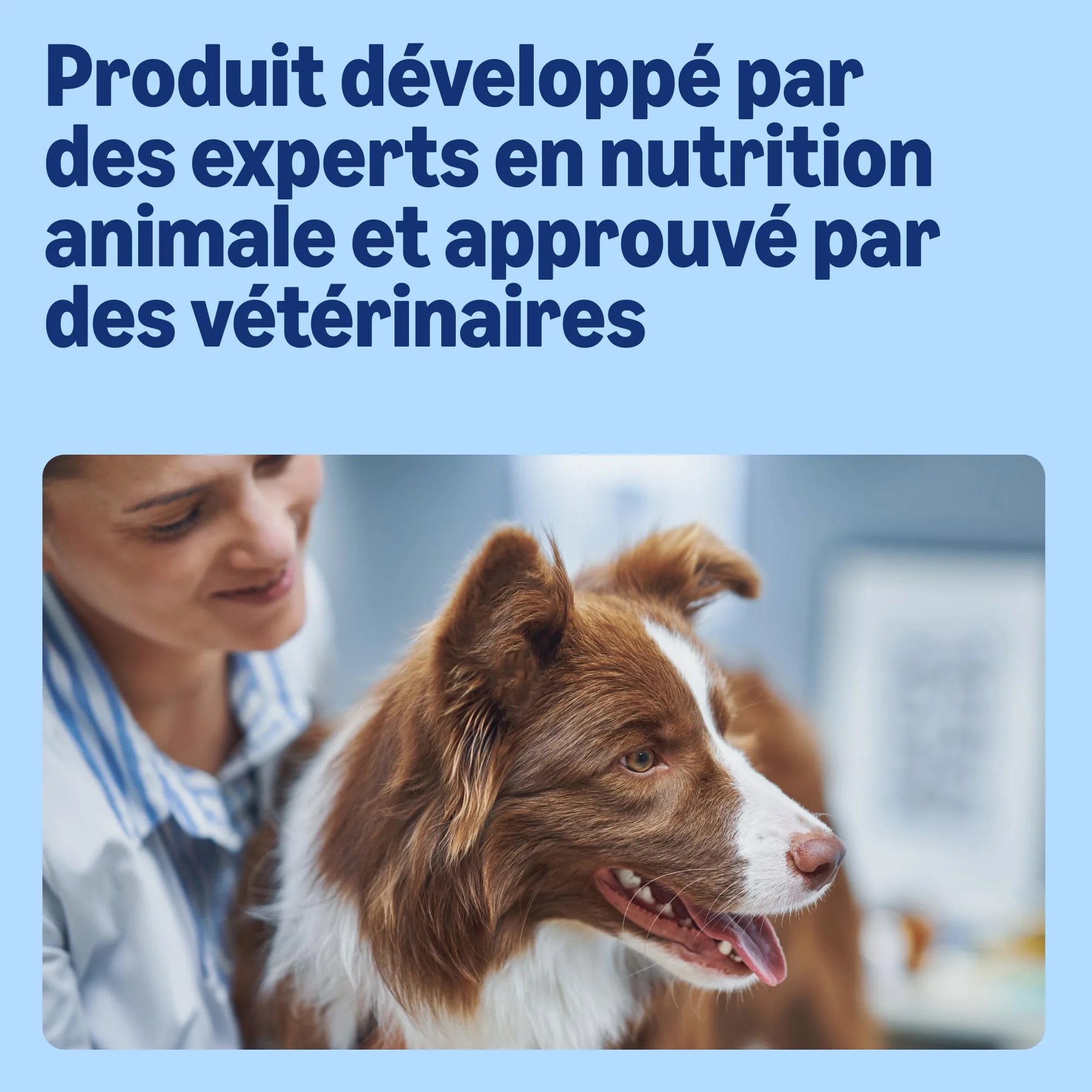 Amazon Croquettes complètes Chien adulte Boeuf Petits Pois 5kg