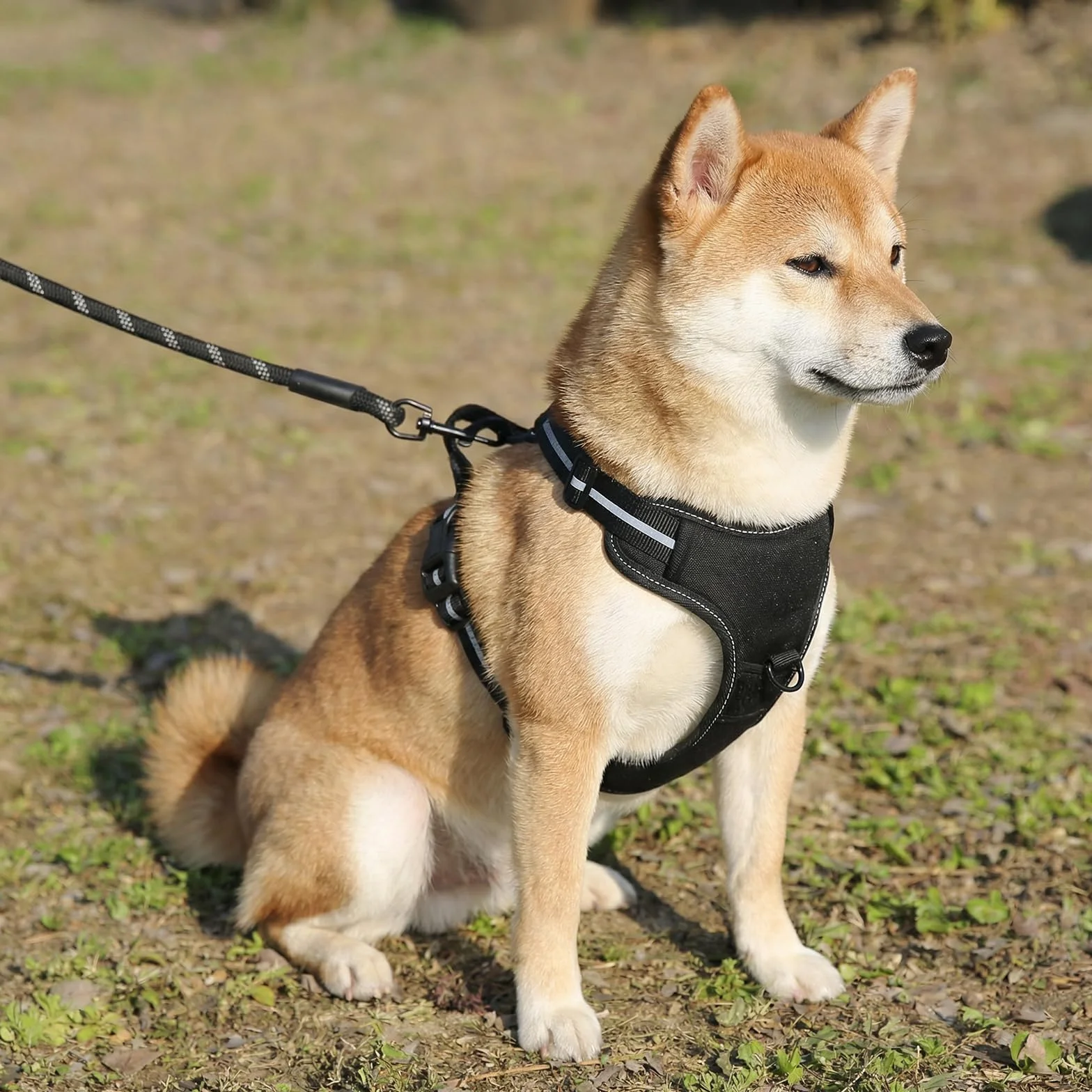 Amazon Basics Harnais pour chien sans traction réglable rembourré bandes réfléchissantes Noir Taille M