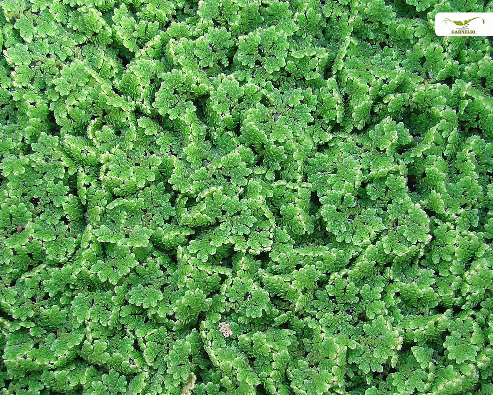 Azolla filiculoides Plante flottante pour bassins et aquariums