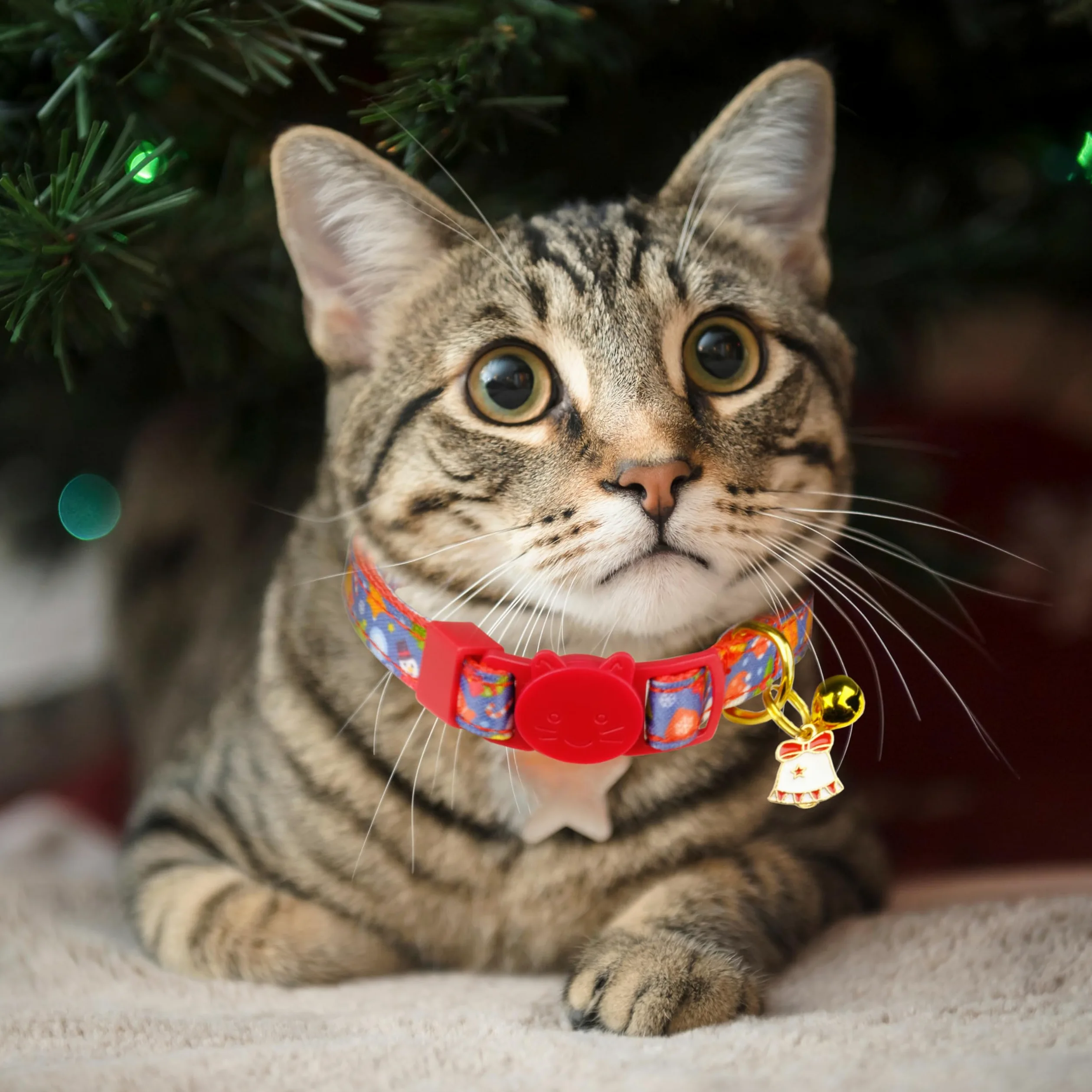 Lot de 2 colliers de Noël pour chat avec clochettes et breloques festives, boucle de sécurité, collier réglable pour chaton et chat adulte