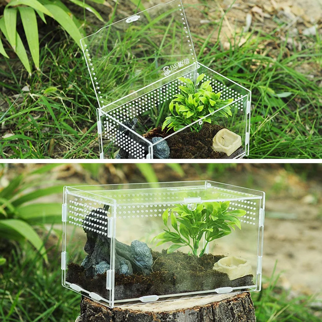 Terrarium en Verre Transparent 20x12x12 cm pour Reptiles avec Pinces