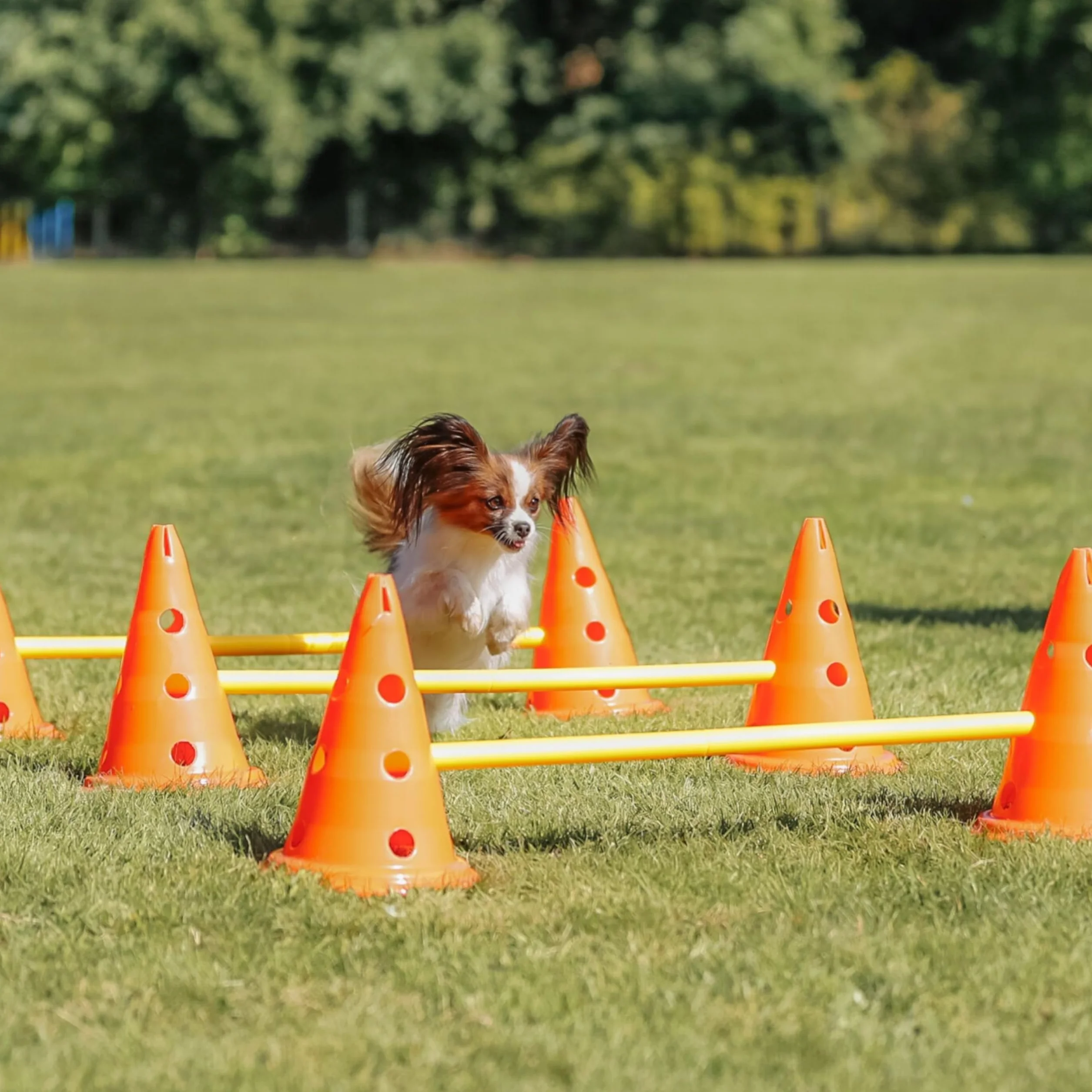 Trixie Set d’Obstacles à cônes - Accessoire d’entraînement résistant pour Agility Canine - ø 23 × 30 cm/78 cm Orange/Jaune, équipement de Sport canin pour la Maison