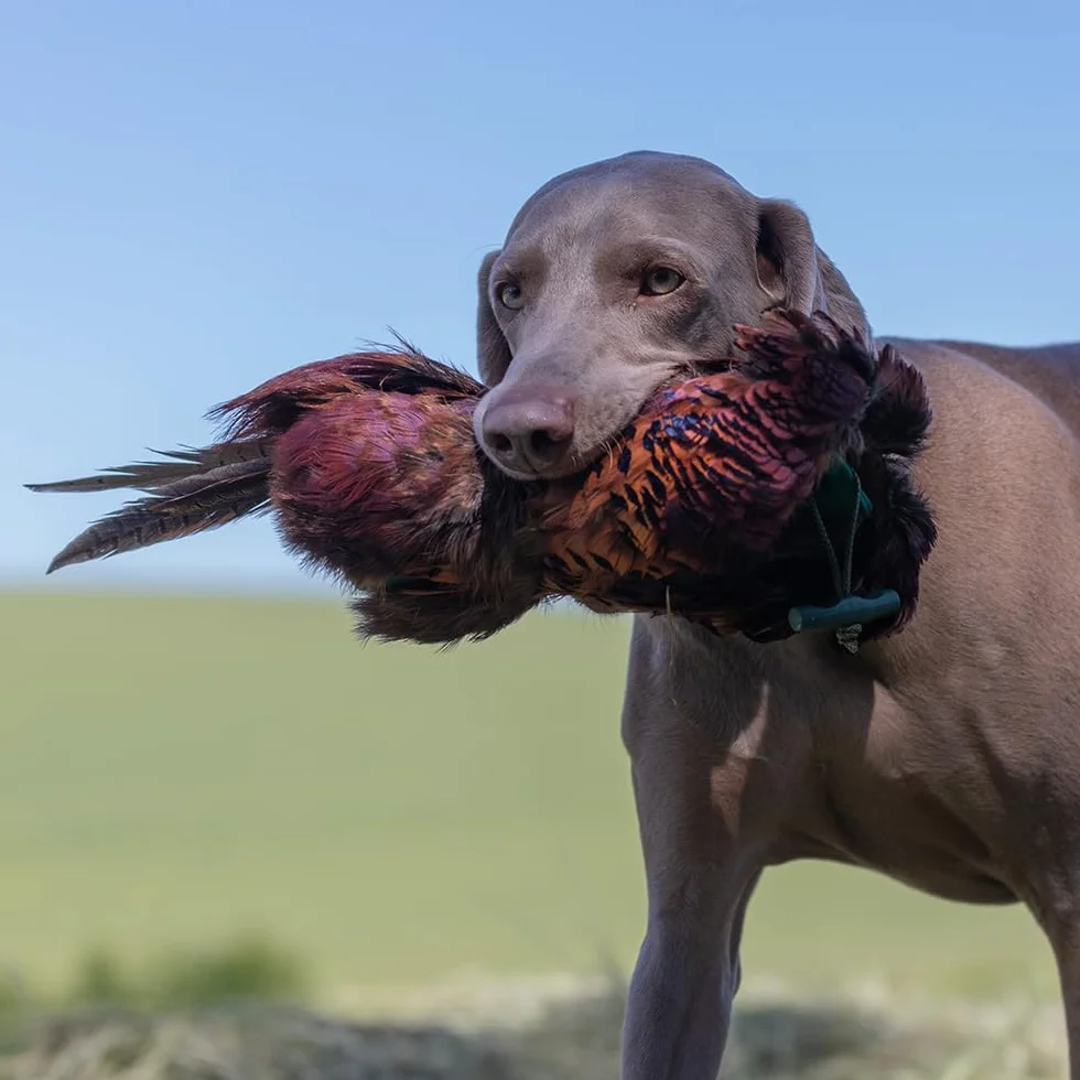 Romneys Fasanendummy 500 g avec véritable robe en plumes flottant pour formation chiens de chasse