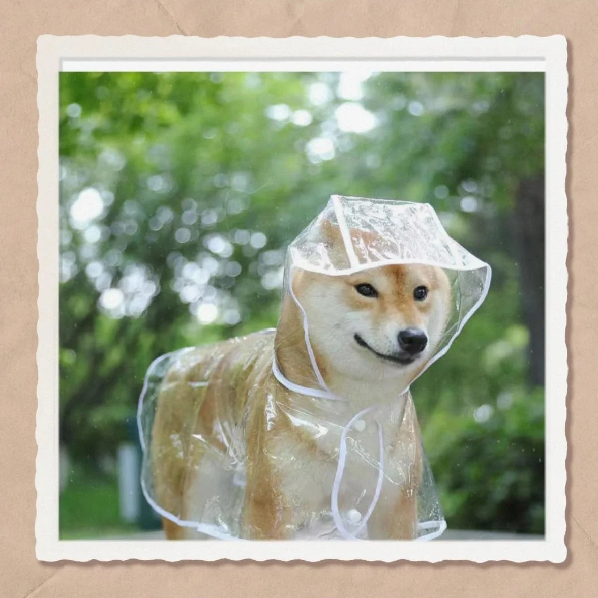 Poncho de Pluie en PVC Transparent Imperméable pour Chien, Taille 52 cm