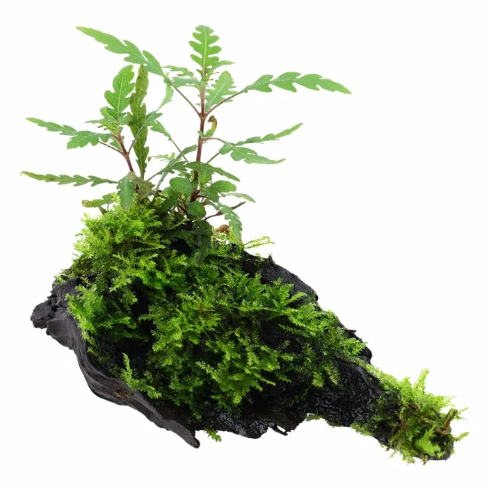 Hygrophila pinnatifida Mousse Plante Aquatique sur Racine Rhizome