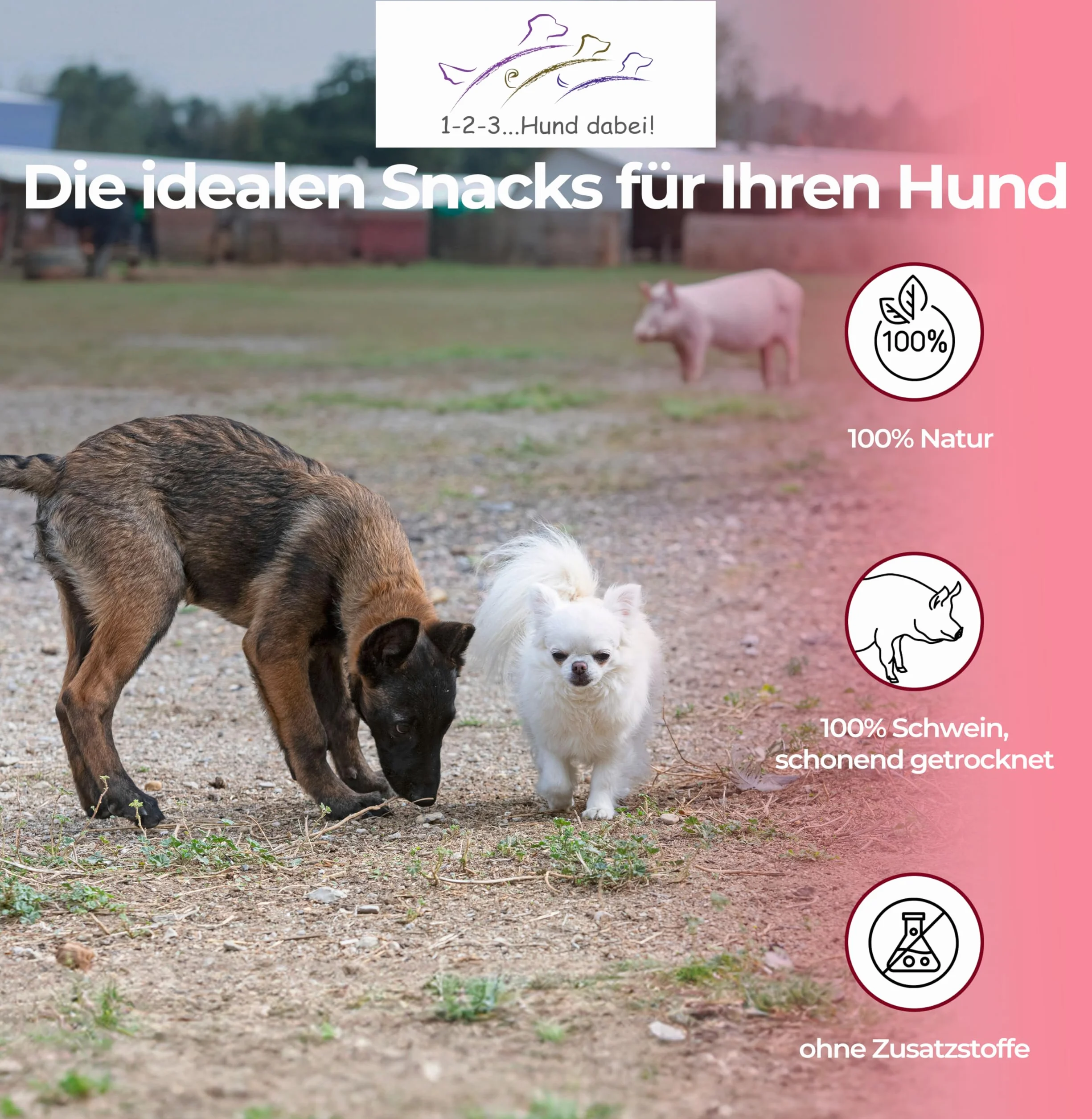 Oreilles de porc séchées naturelles pour chiens – 100 % pur plaisir de mastication, séchage à l'air libre, sans additifs – Friandise idéale pour le nettoyage des dents (100 pièces)