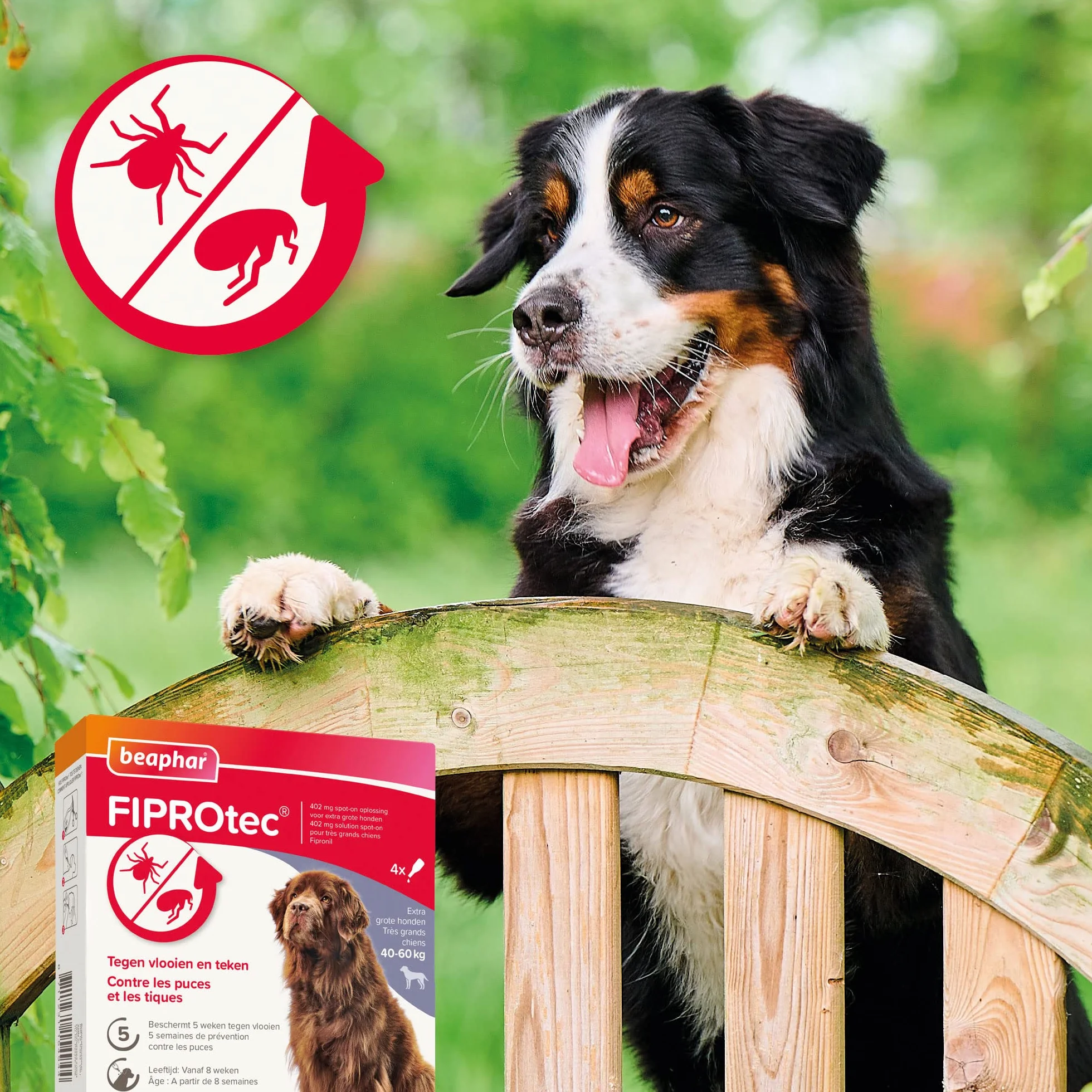 BEAPHAR FIPROTEC Solution Spot-on pour Très Grands Chiens 40-60 kg 402 mg Fipronil Anti-Puces Anti-Tiques 4 Pipettes