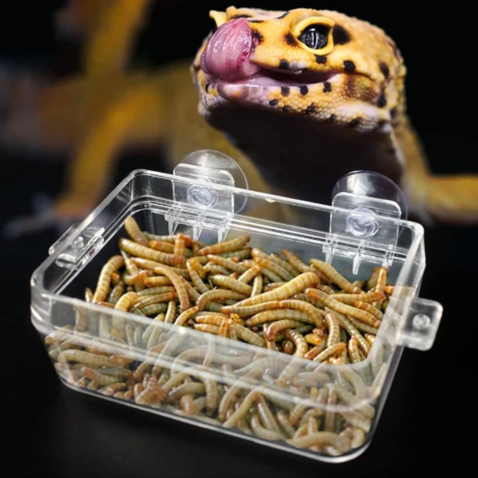 DONGKER Bol Caméléon Mangeoire d'alimentation en Eau pour Reptiles avec Ventouse