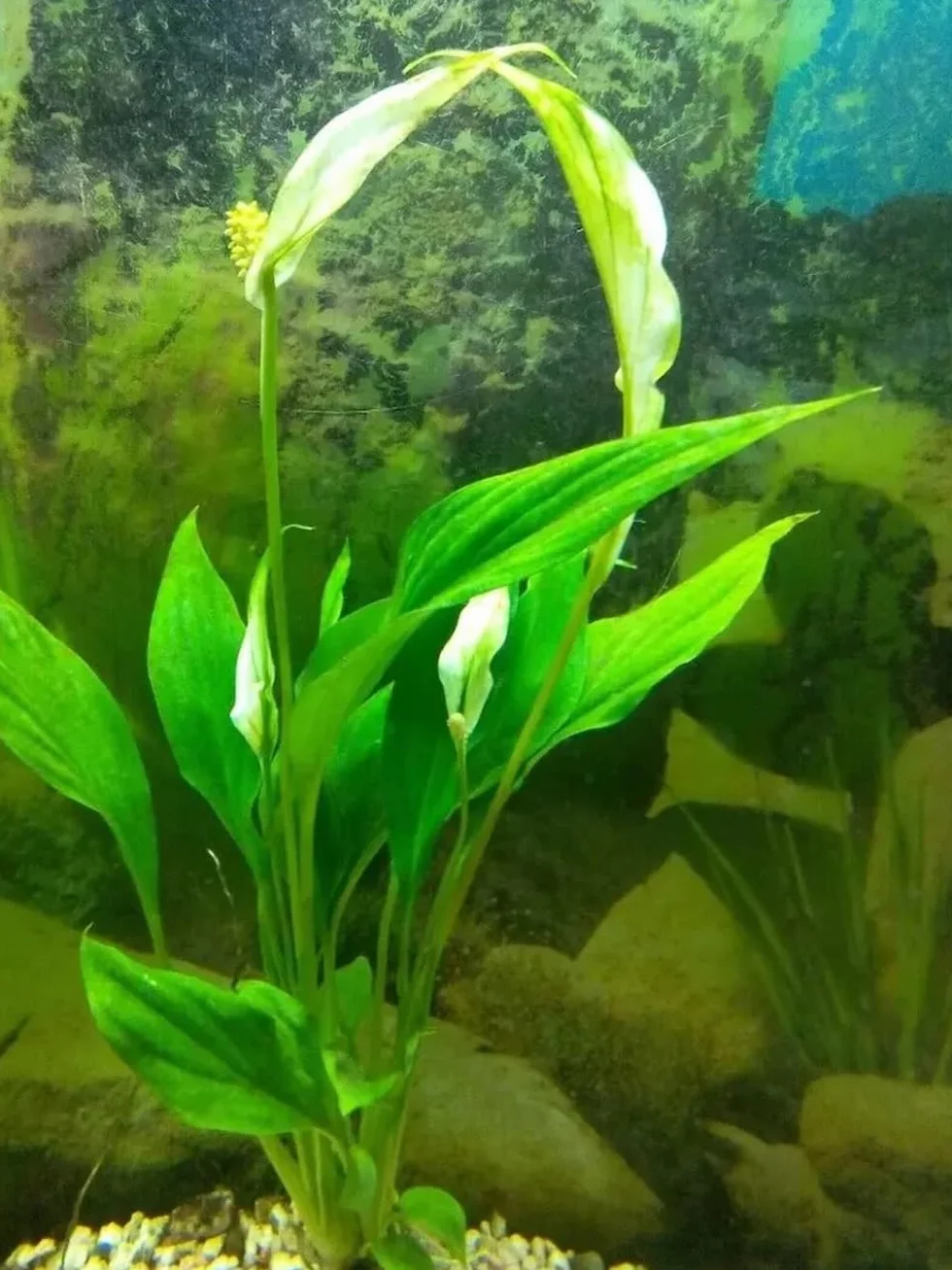 Spathiphyllum wallisii plante racine aquarium cichlides