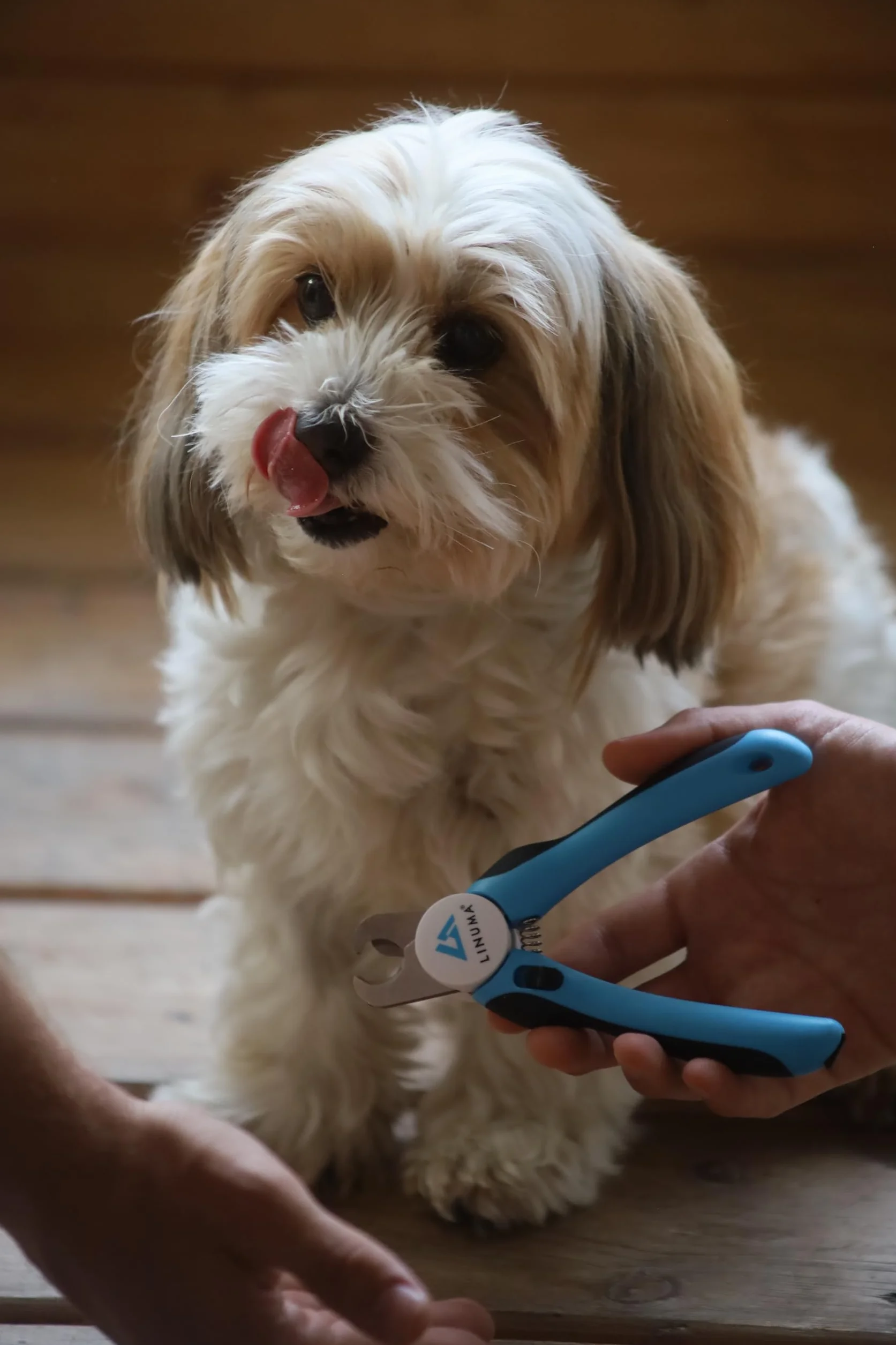 Coupe-Griffes Professionnel Acier Inoxydable pour Chiens Chats avec Butée de Sécurité et Lime Intégrée
