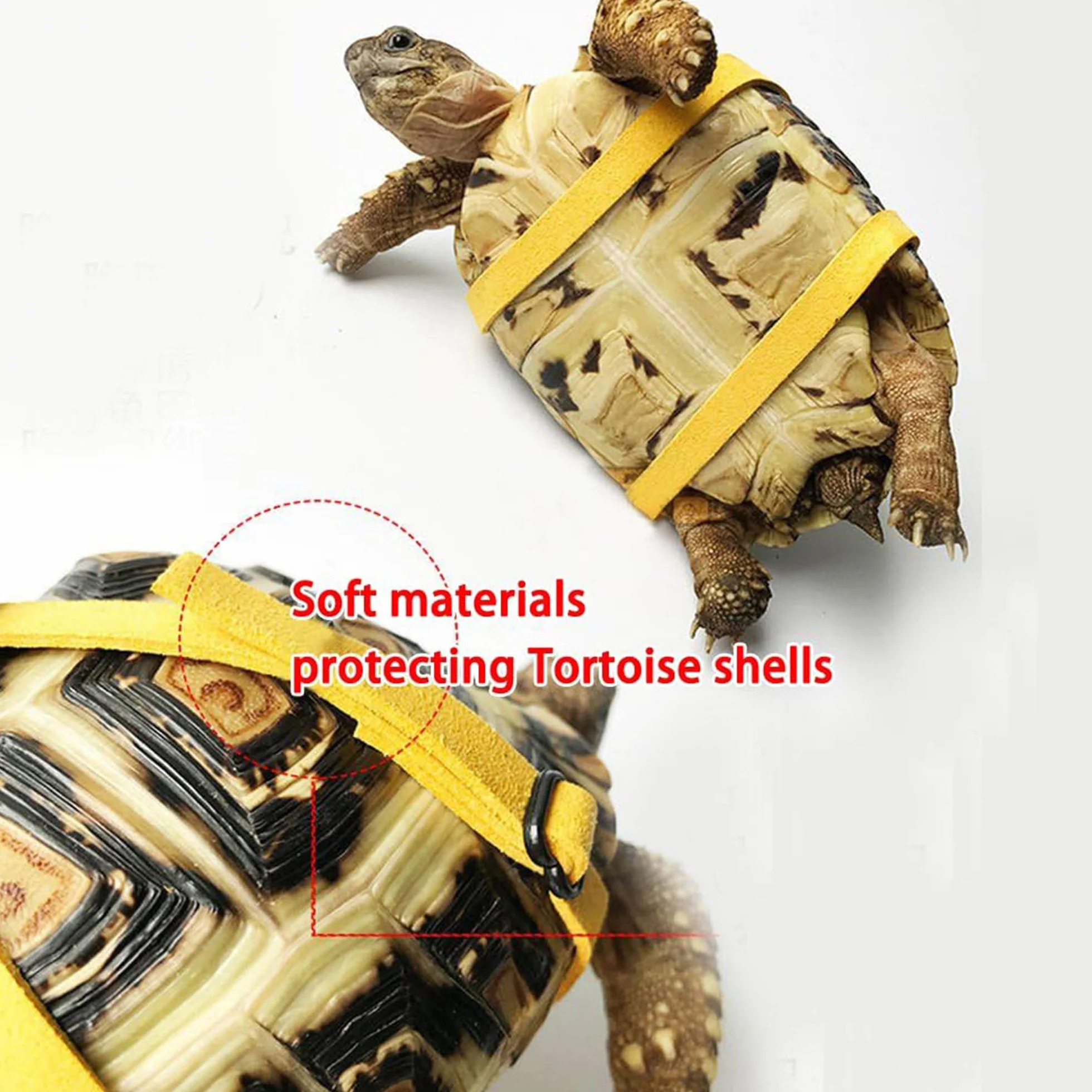 Harnais en Cuir pour Petite Tortue avec Laisse Réglable Noir M