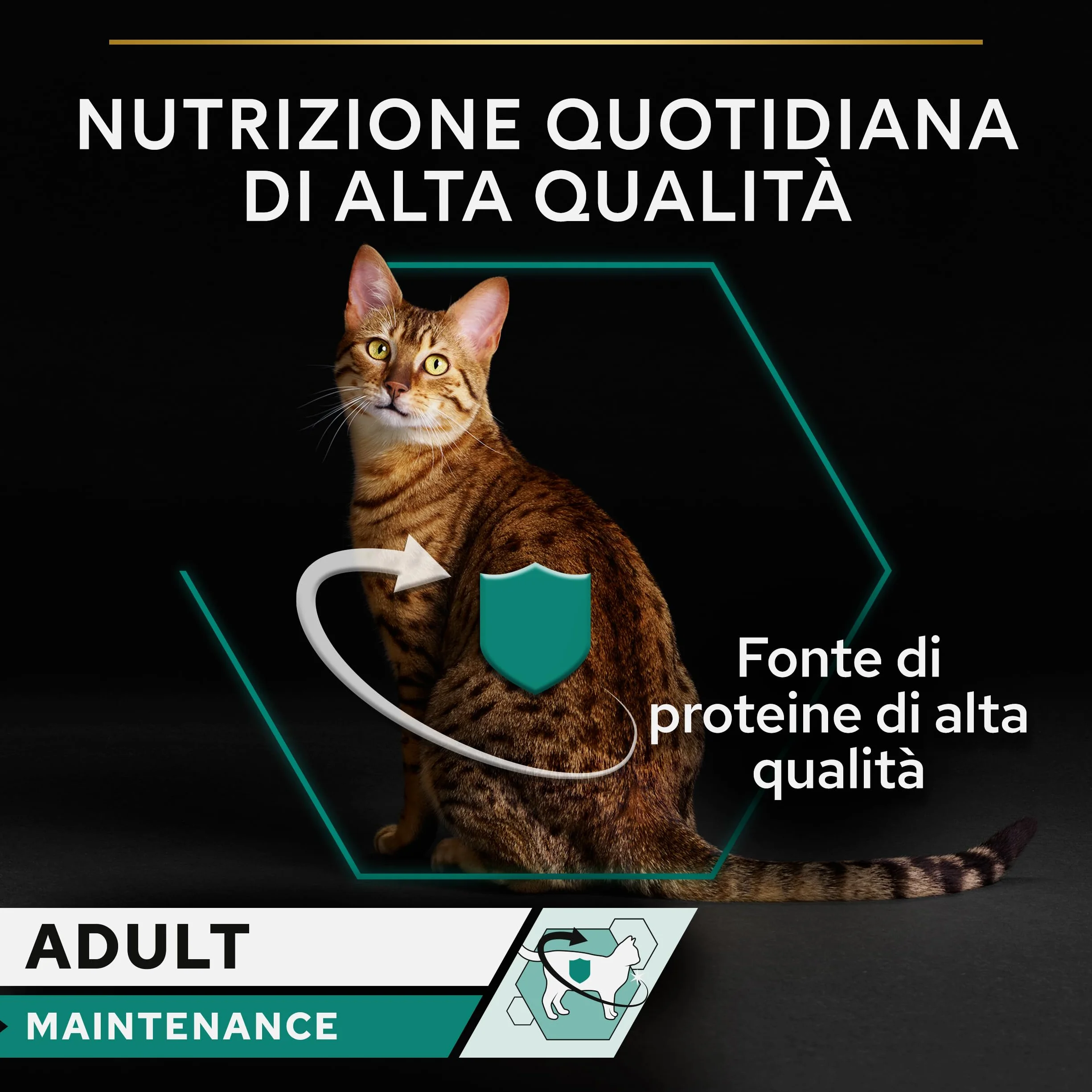 PURINA PRO PLAN | Adult STERILISED MAINTENANCE | Aliment Complet pour Chat Adulte Stérilisé | Aide à maintenir une bonne santé urinaire | Terrine | Au Poulet | Boîte | Lot de 24 x 85g