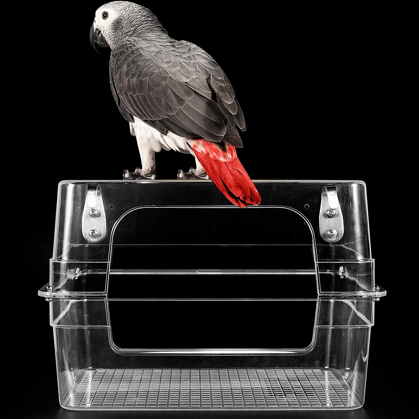 Colorday Grand Bain d'oiseau 33x28x20 cm pour Perruches Conures Amazones