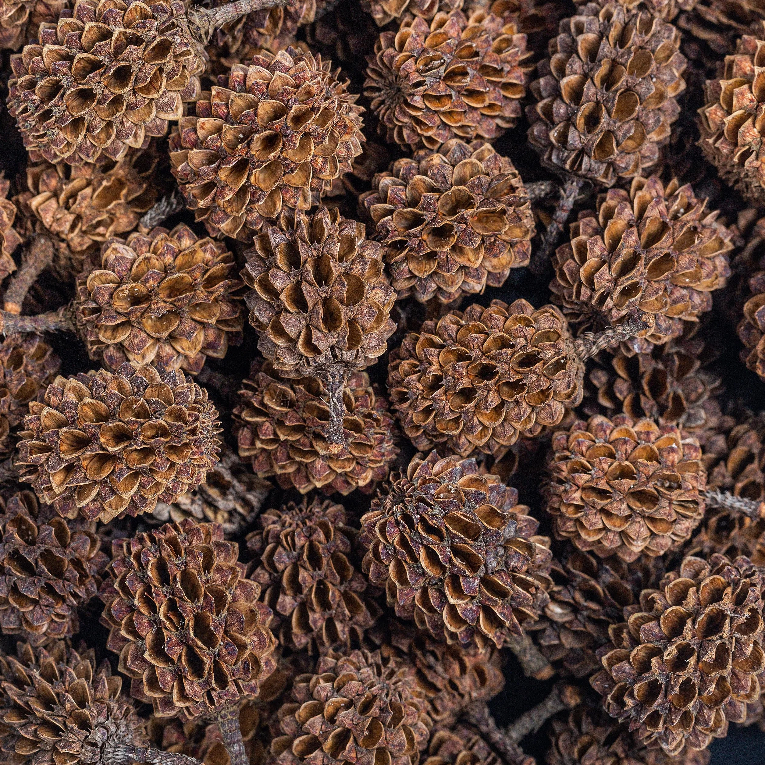 ARKA mySCAPE-Casuarina Cones 50 pièces Conditionneur d'eau Naturel Aquariums d'eau Douce Crevettes