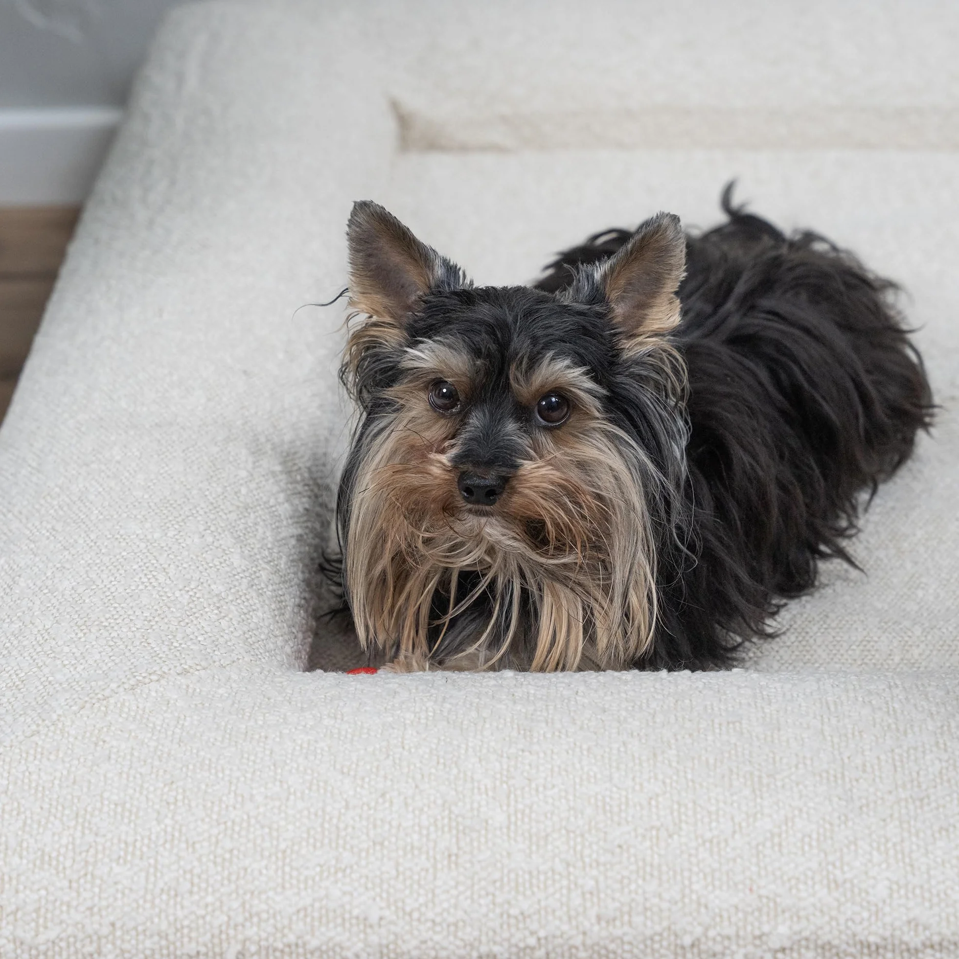 Duff® Lit Orthopédique Chien Grande Taille L (115x90 cm) – Matelas Mémoire de Forme Haute Densité – Tissu Bouclette Premium, Housse Lavable – Confort Durable & Élégant
