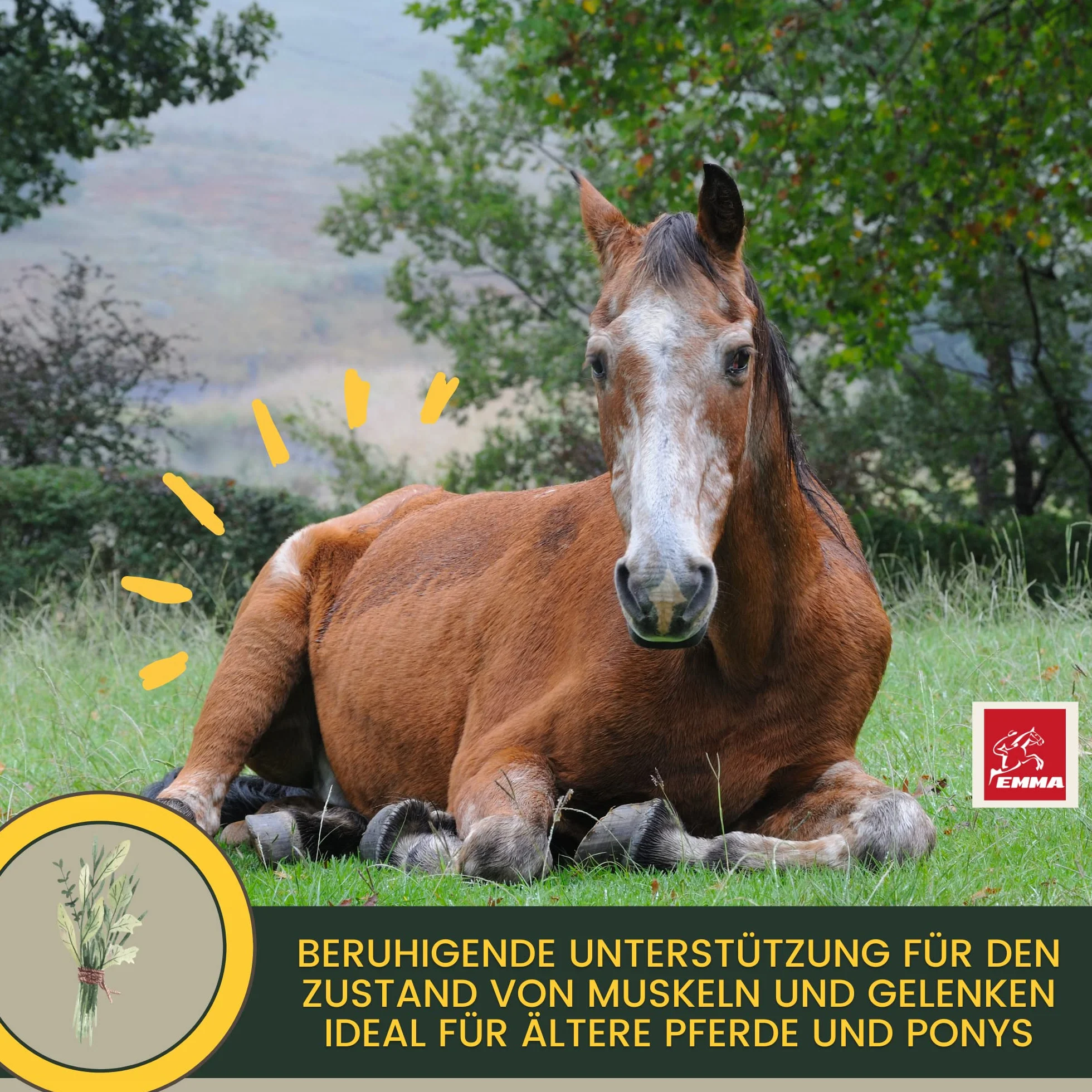 Griffe du diable cheval 1L articulation plus griffe du diable naturelle chevaux I chevaux liquide articulations pour le soutien de l'appareil locomoteur & les articulations en cas d'arthrose cheval