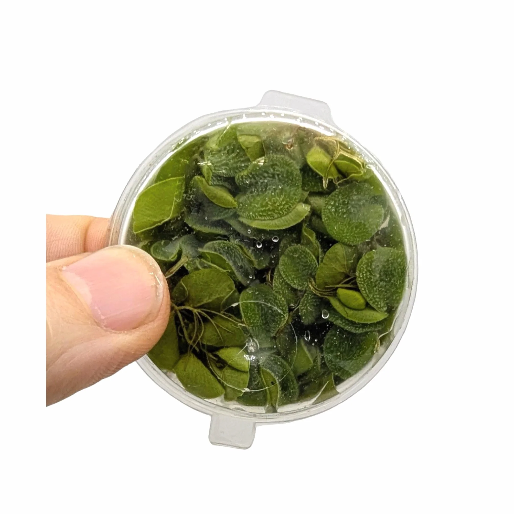 Salvinia auriculata natans 10 Live Plantes flottantes Aquarium