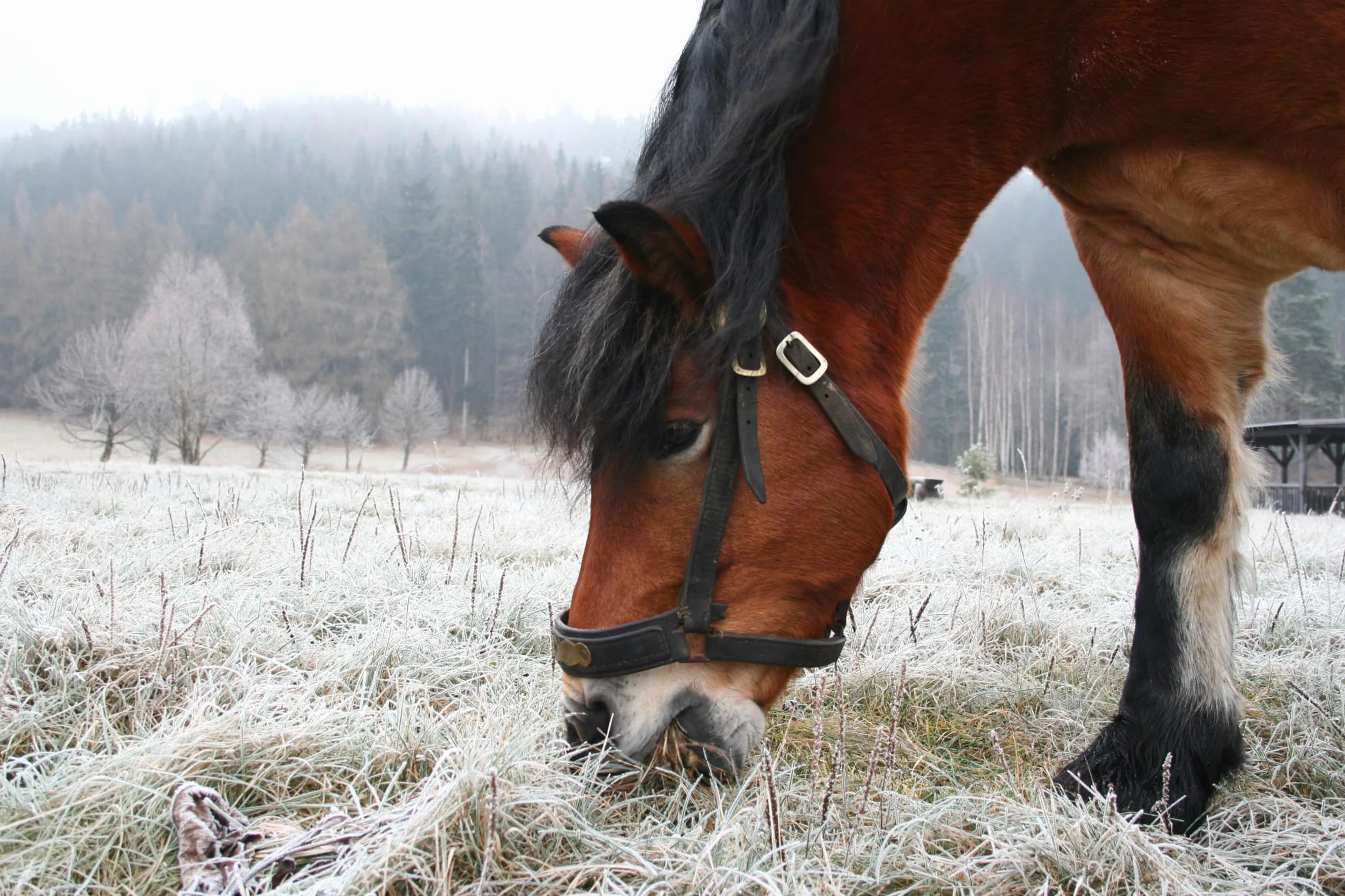 Colikare Supplément pour Coliques de Cheval Soulagement Symptômes Réduction Souffle Crampes Estomac