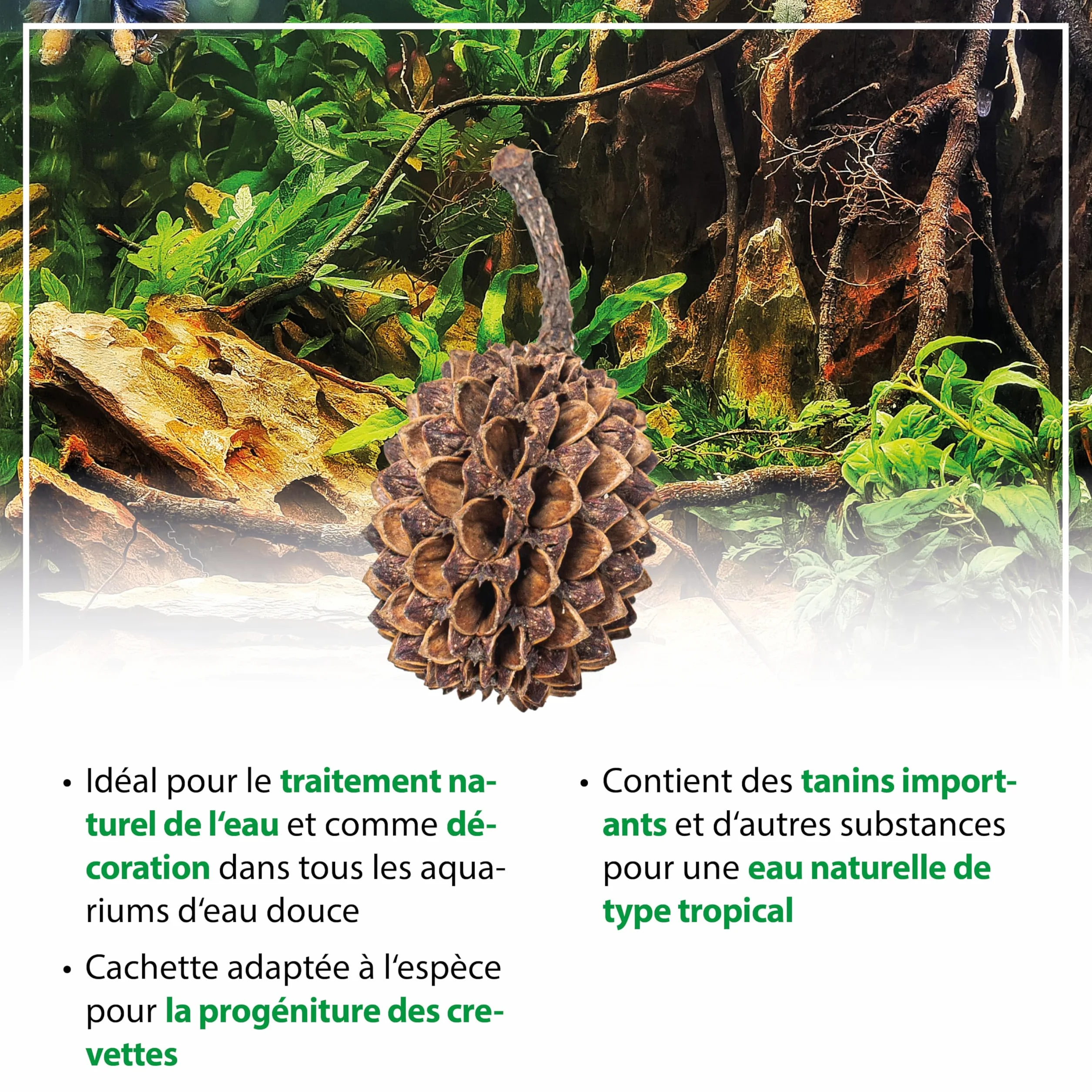 ARKA mySCAPE-Casuarina Cones 50 pièces Conditionneur d'eau Naturel Aquariums d'eau Douce Crevettes