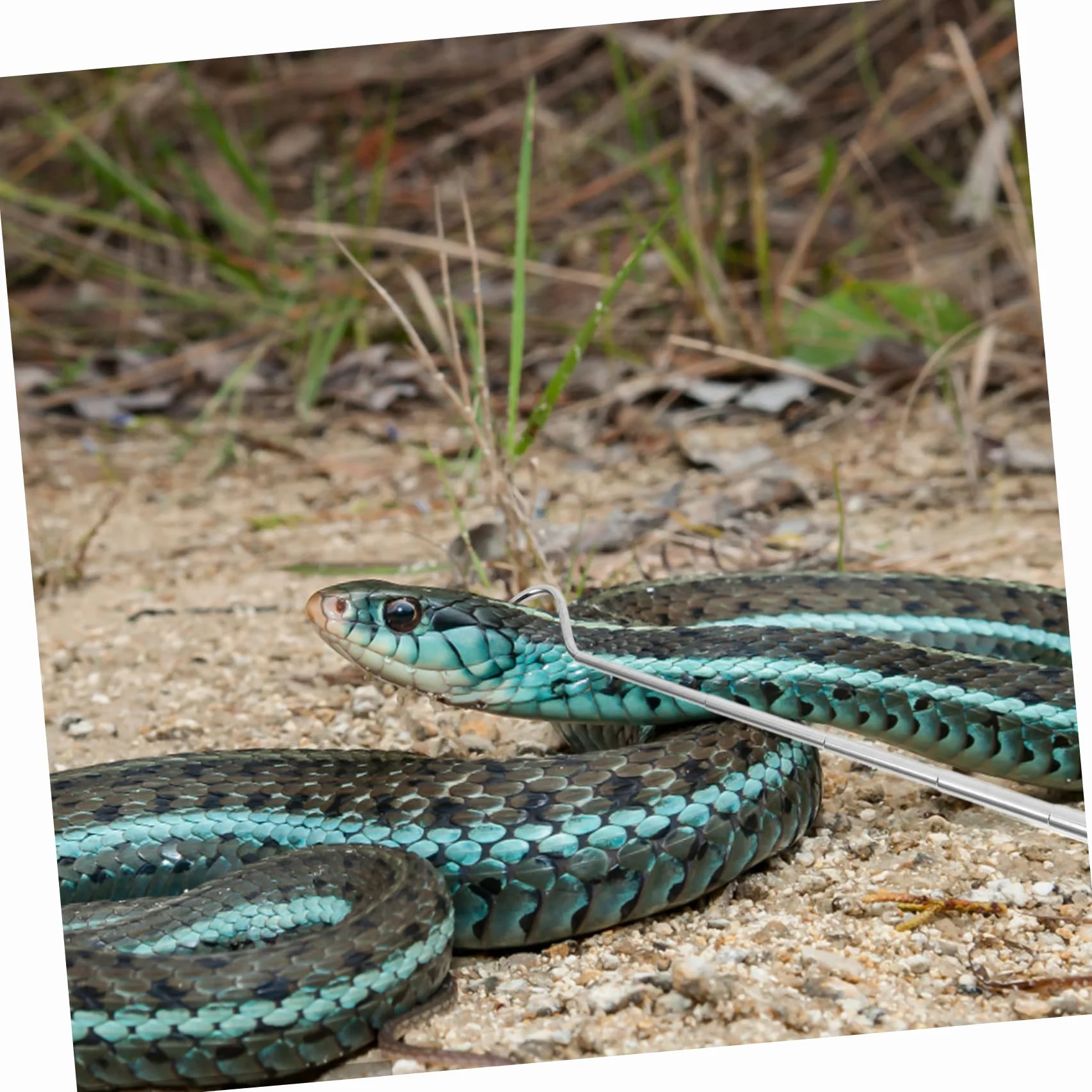 Garneck Crochet Rétractable pour Serpents Inoxydable Outil Ajustable Long de Capture Reptiles Portable pour Attraper Serpents Reptiles