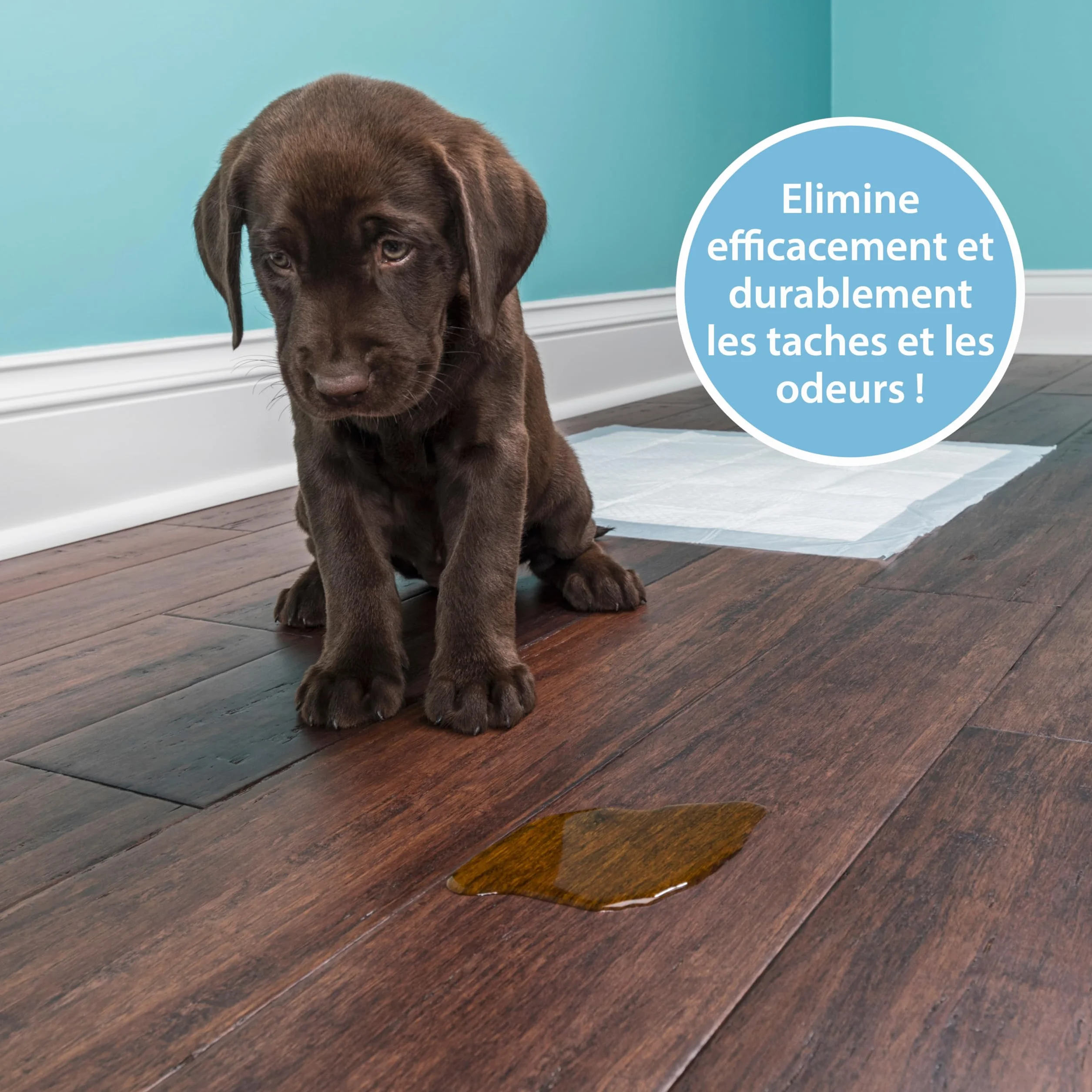 Détachant urine chien 750 ml spray enzymatique extra fort contre odeurs taches urine nettoyant bio textile sol tapis canapé