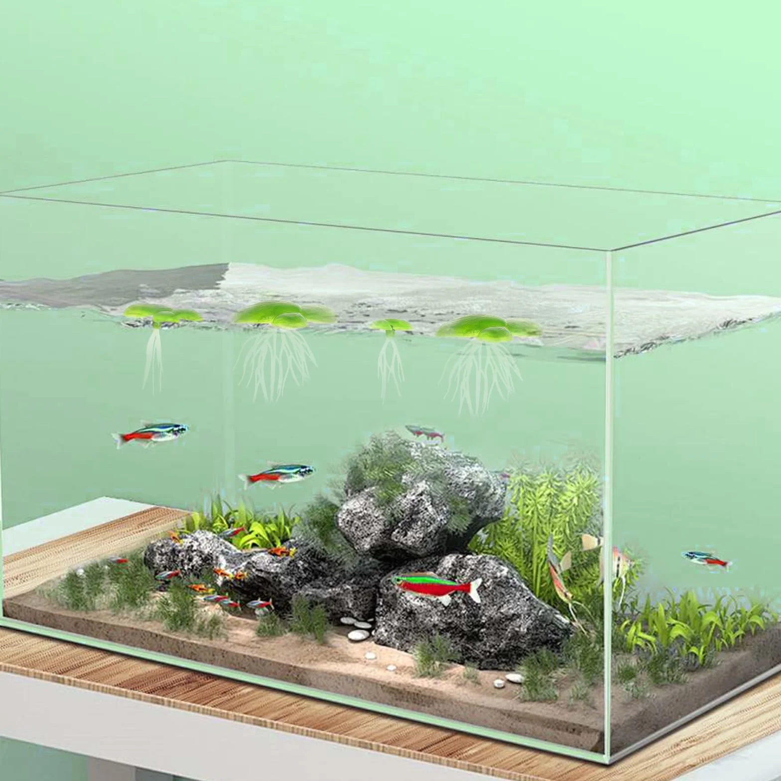 Lot de 2 paquets de 36 lentilles d'eau - Mini étang - Plantes flottantes - Décoration d'aquarium