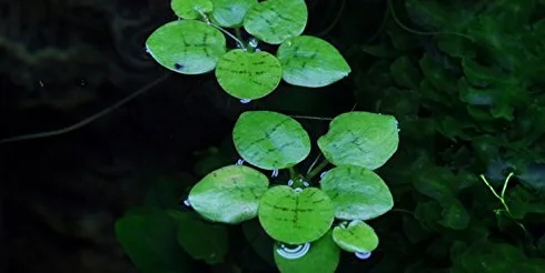 Mühlan Aquatic Plants Lot de 10 Limnobium laevigatum Grenouillette