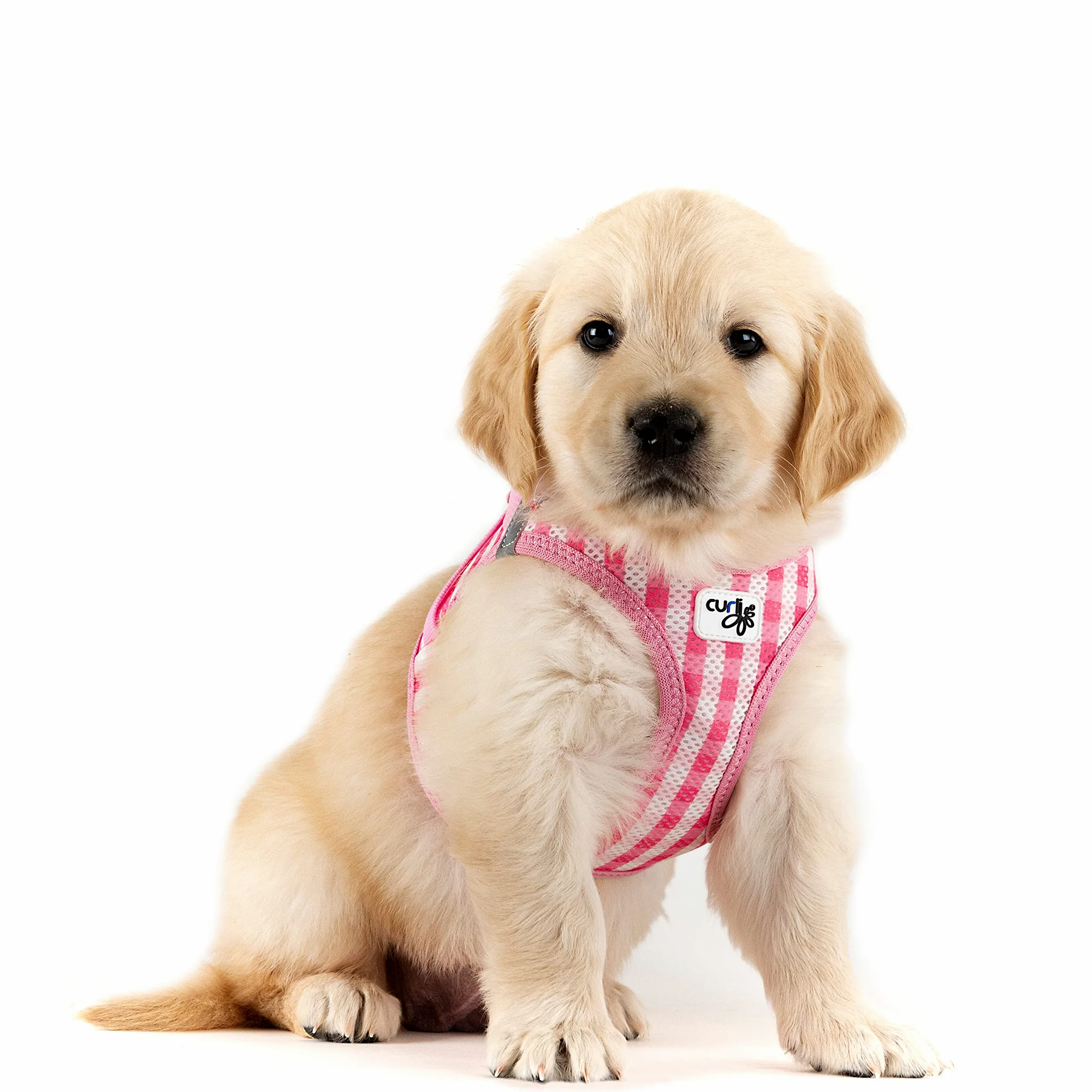 curli Dog Supply